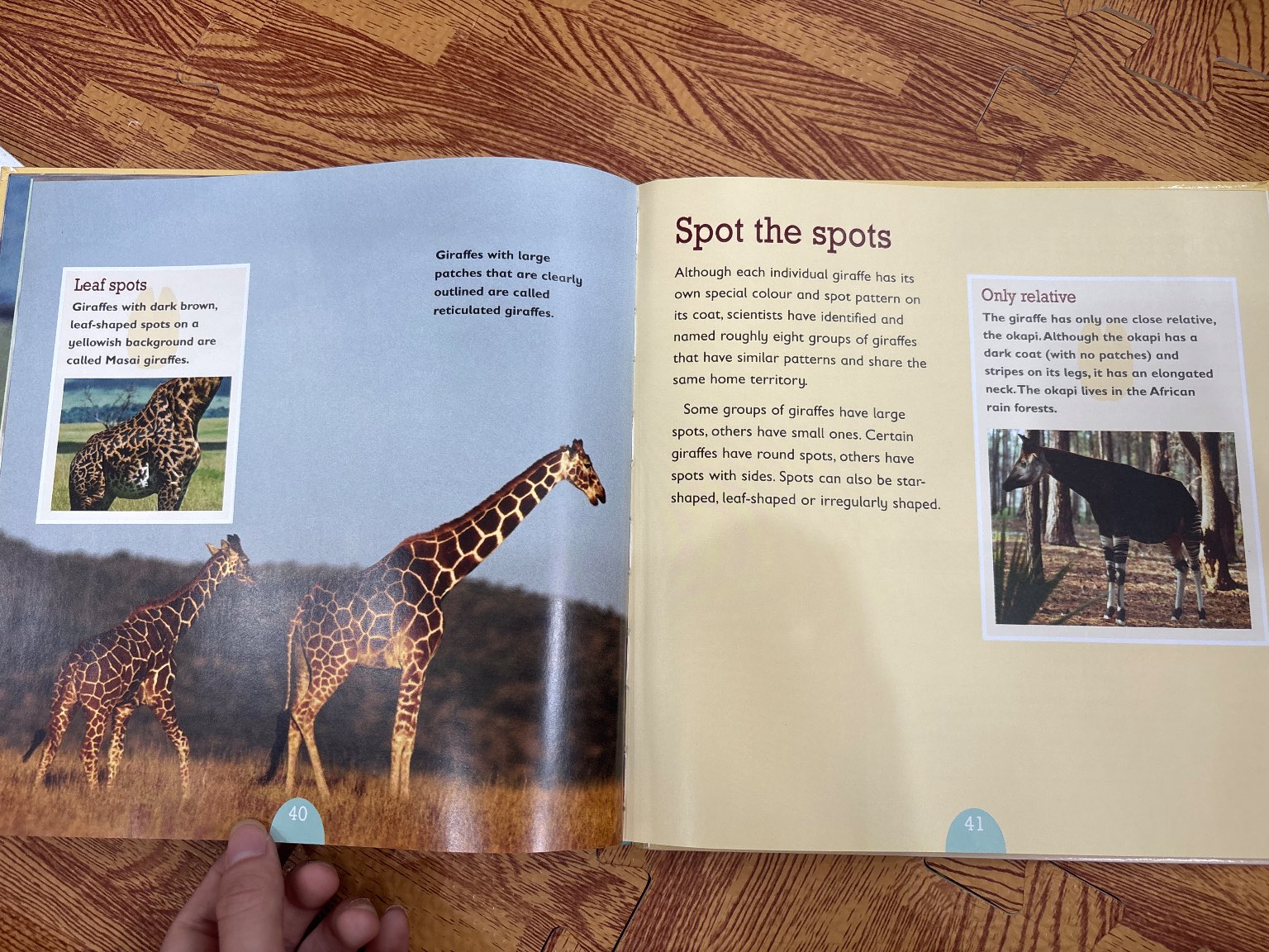 Giraffes — ảnh 8