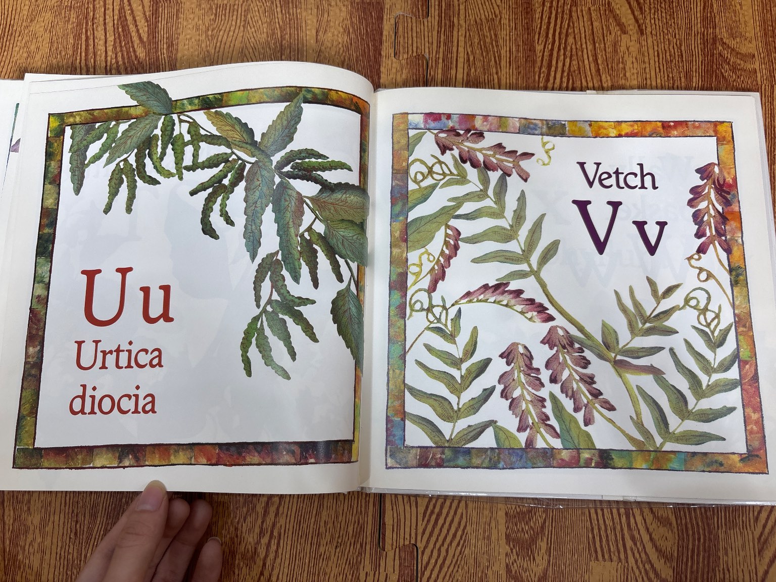 Wildflower ABC — ảnh 6