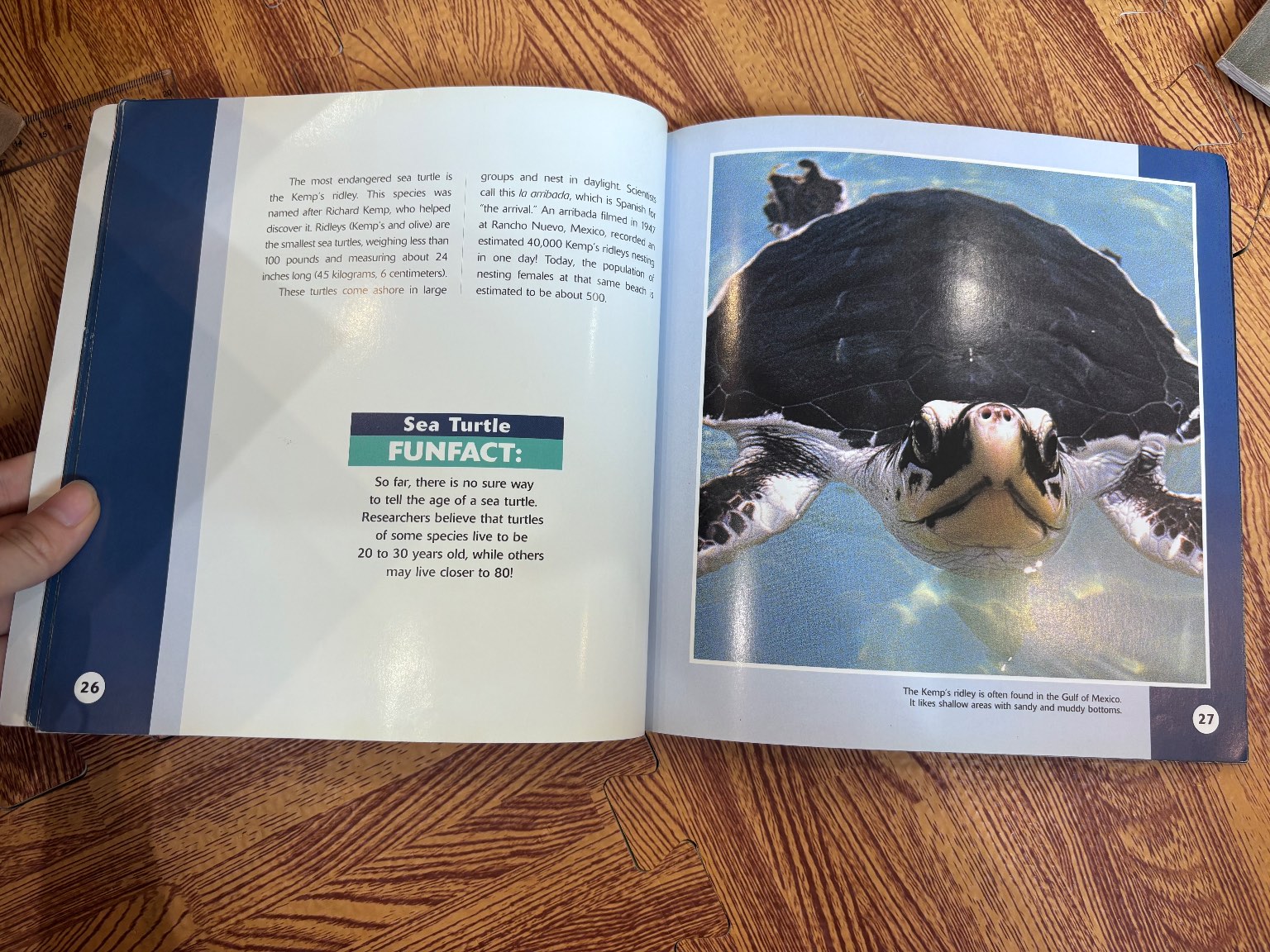 Sea Turtles — ảnh 5