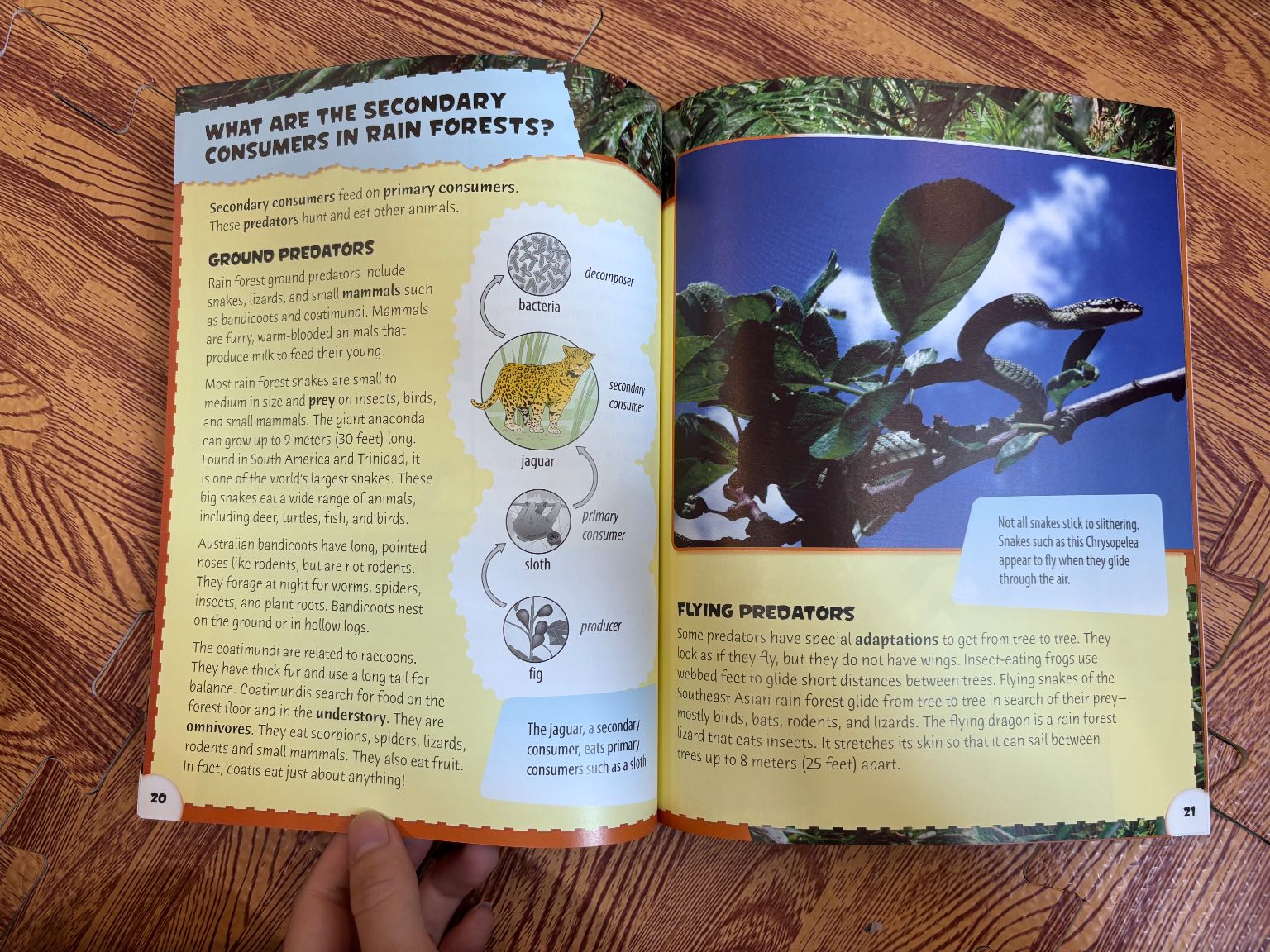 RAIN FOREST FOOD CHAINS — ảnh 3