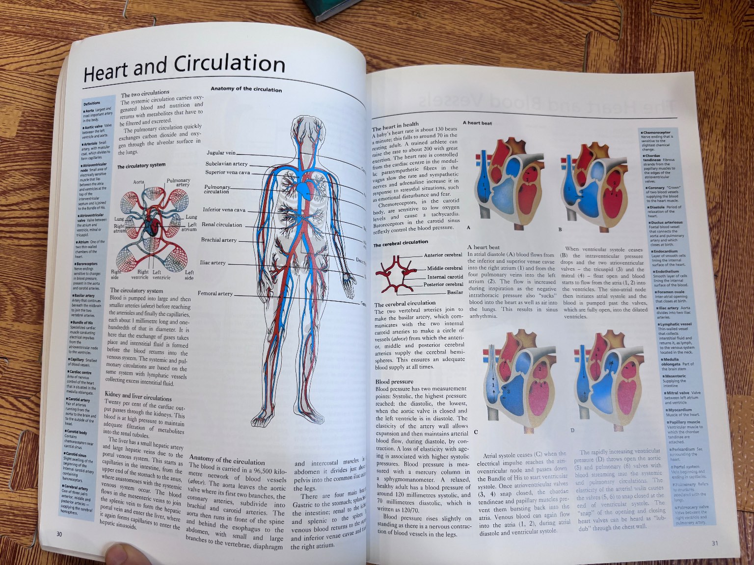A Pictorial Handbook of Anatomy and Physiology — ảnh 4