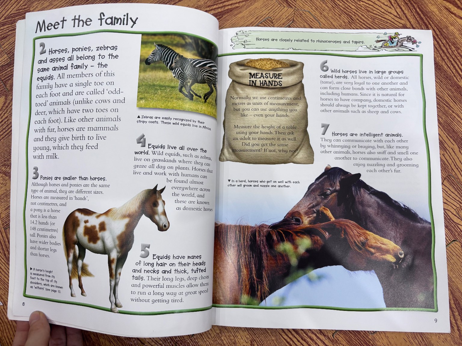 100 facts Horses & Ponies — ảnh 4