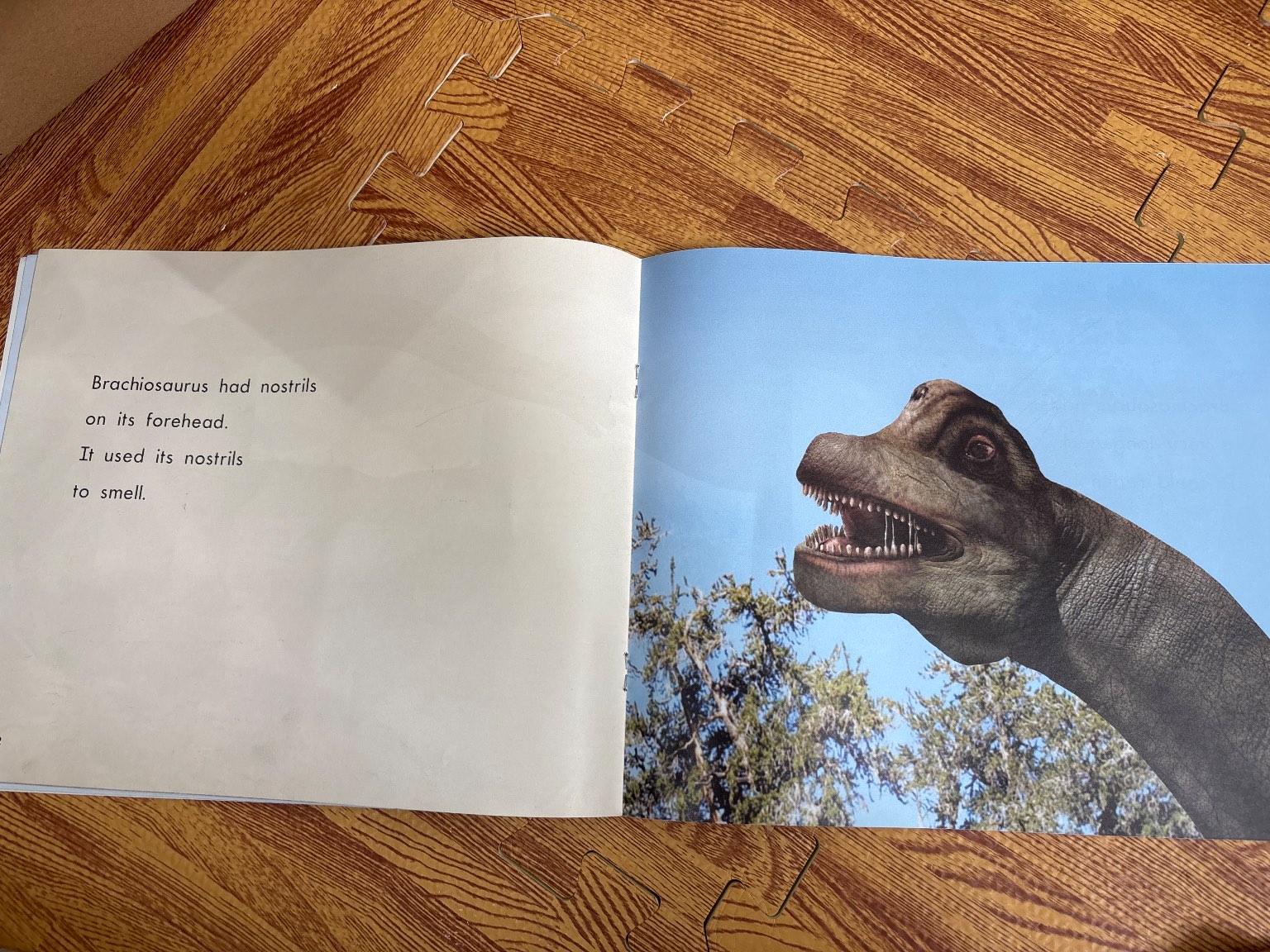 Brachiosaurus — ảnh 3