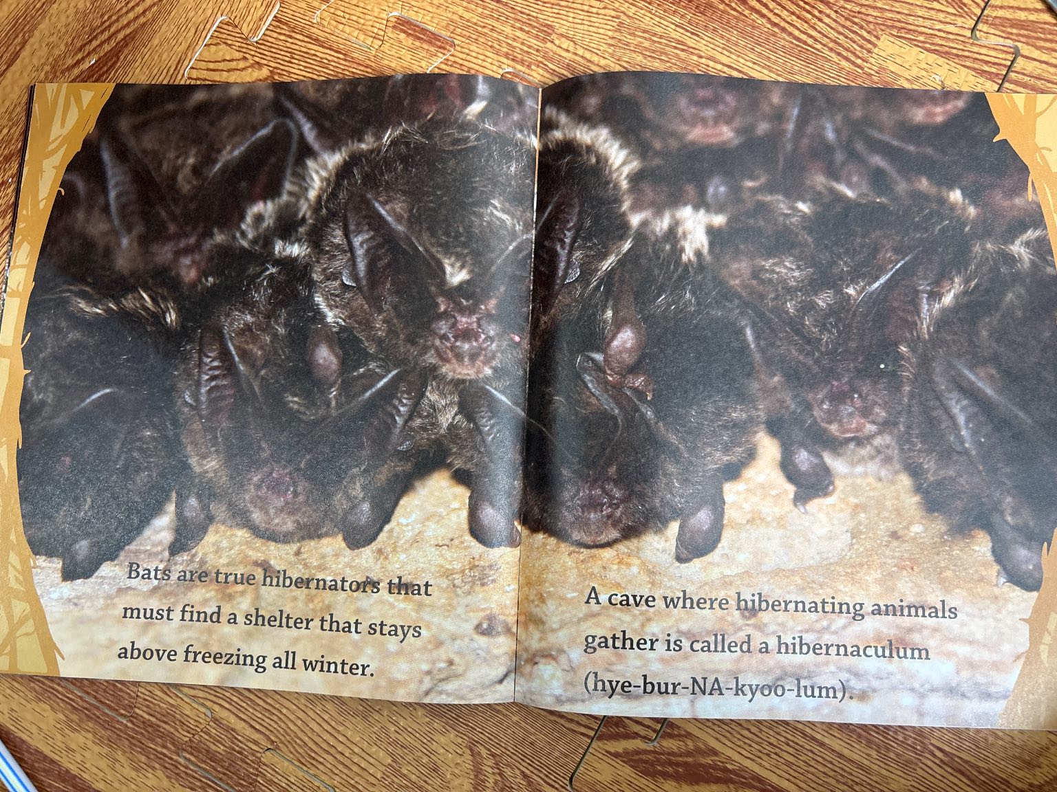 All About HIBERNATION — ảnh 4