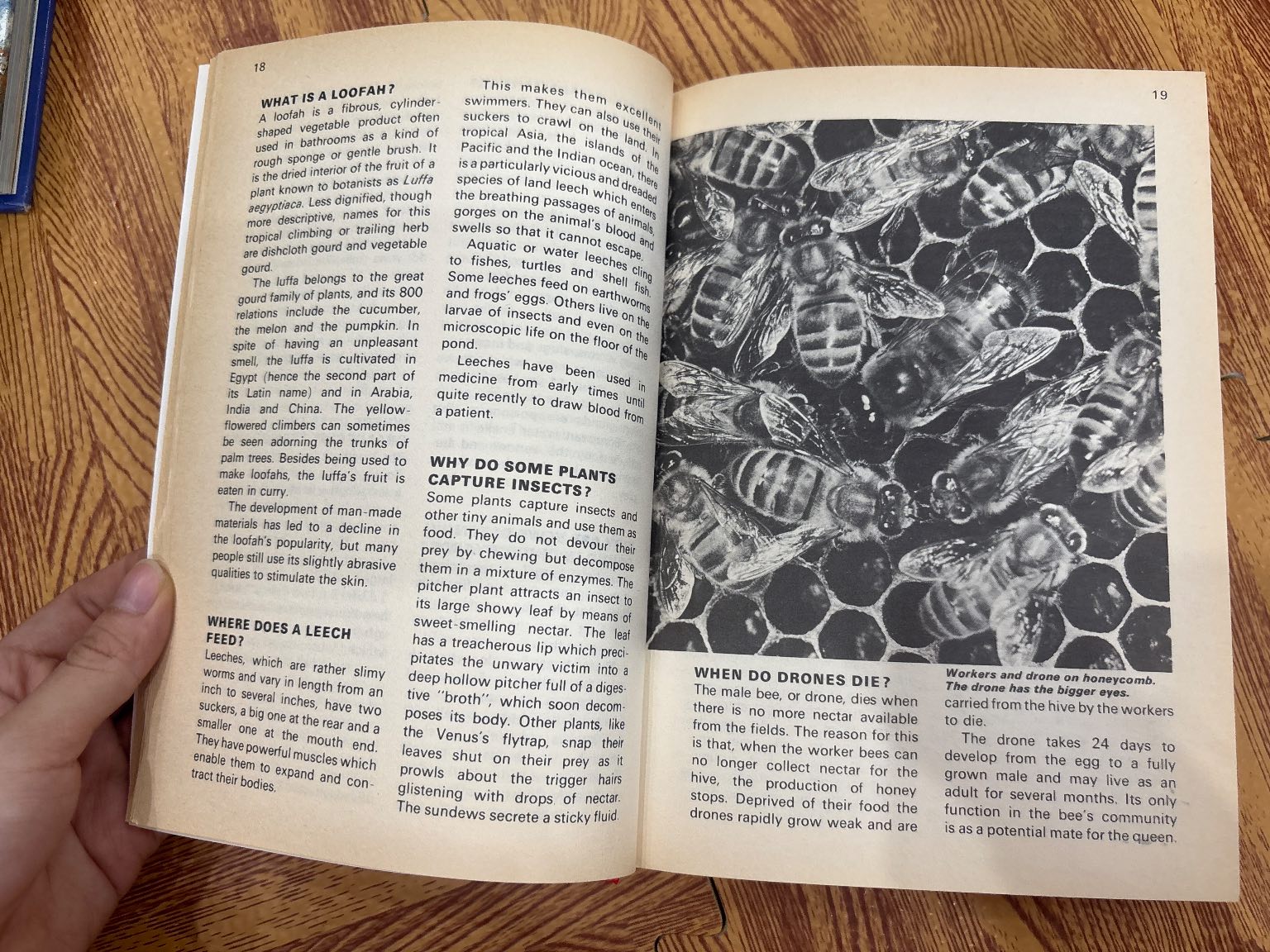 1000 QUESTIONS AND ANSWER ĐỎ — ảnh 4