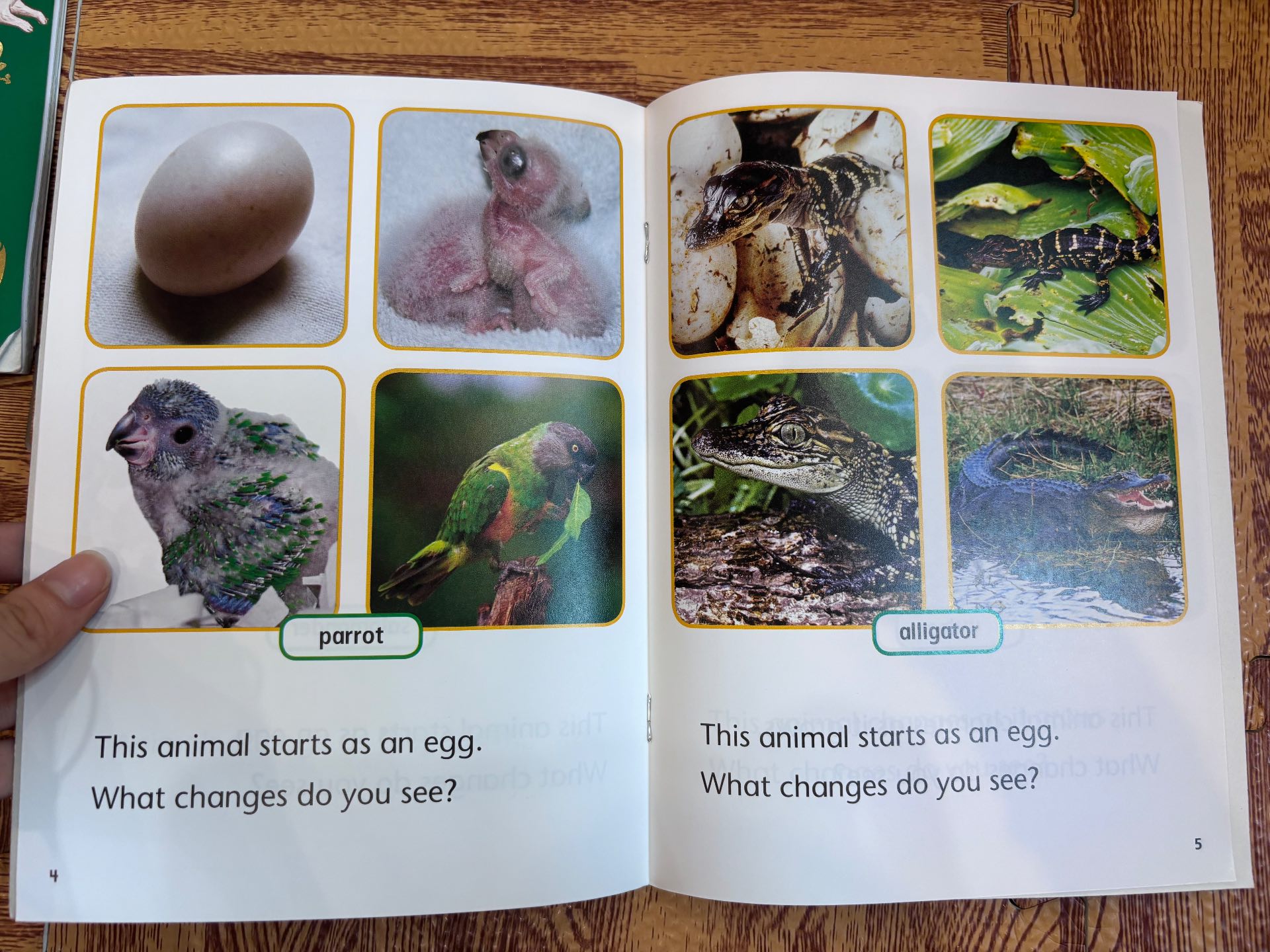 Animals Change As They Grow — ảnh 4