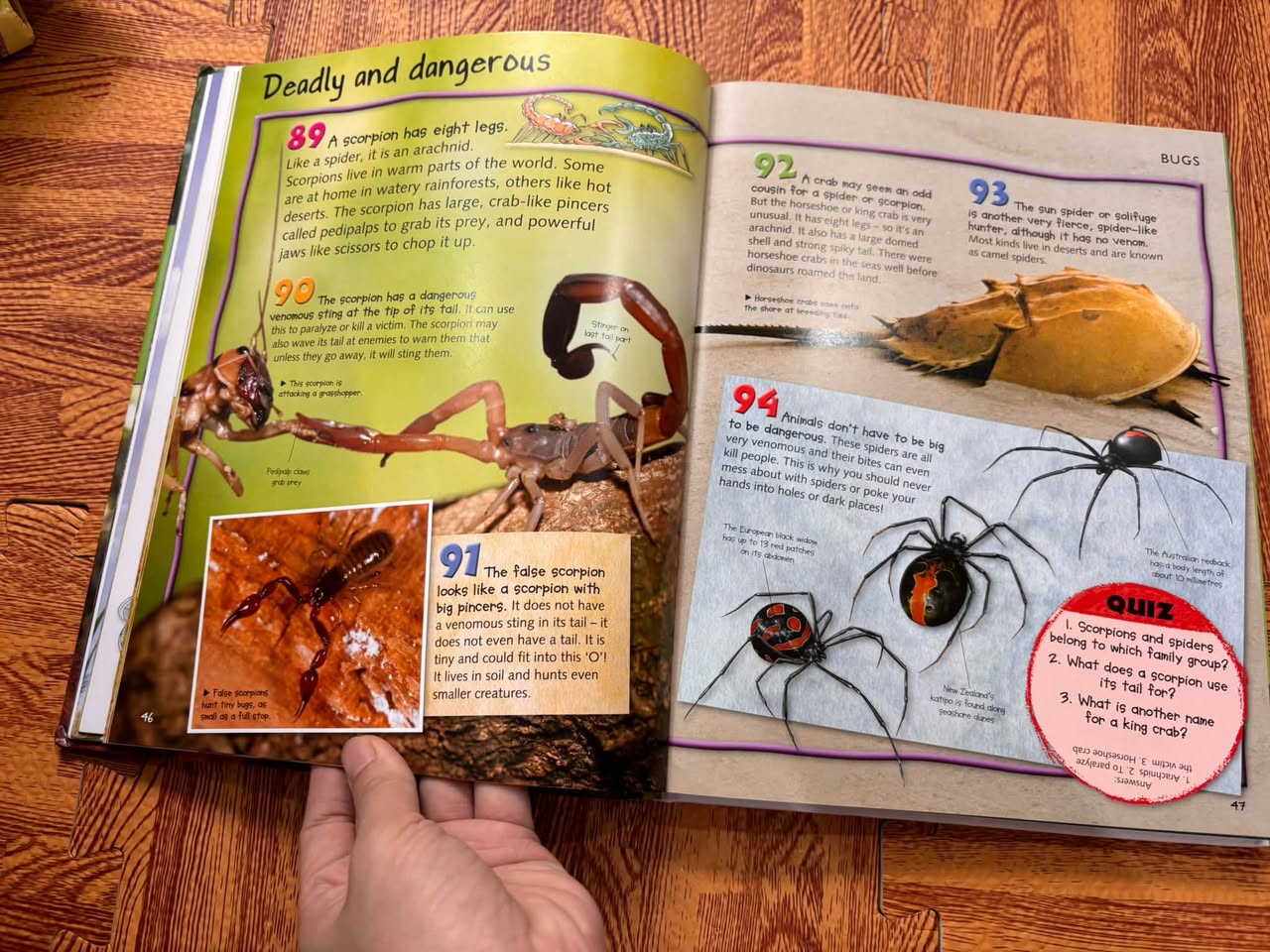 CHILDREN'S ENCYCLOPEDIA ANIMALS: 500 ILLUSTRATED FACTS (MILES KELLY) — ảnh 5