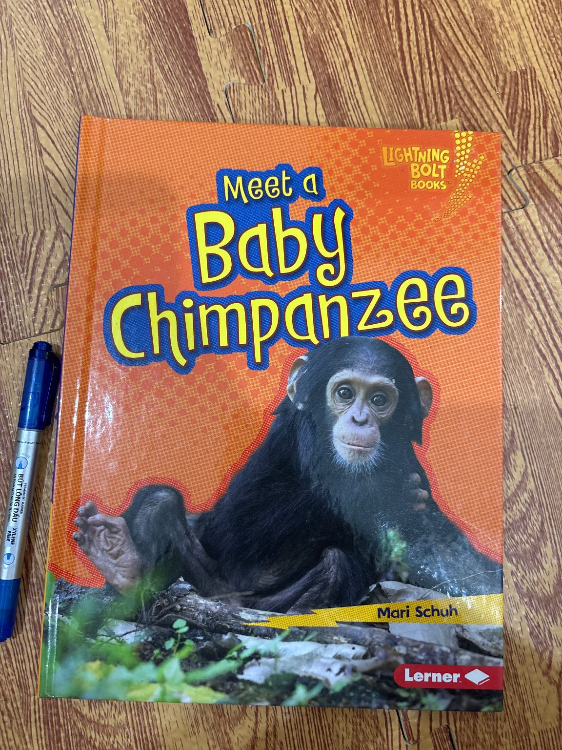 Meet a Baby Chimpanzee