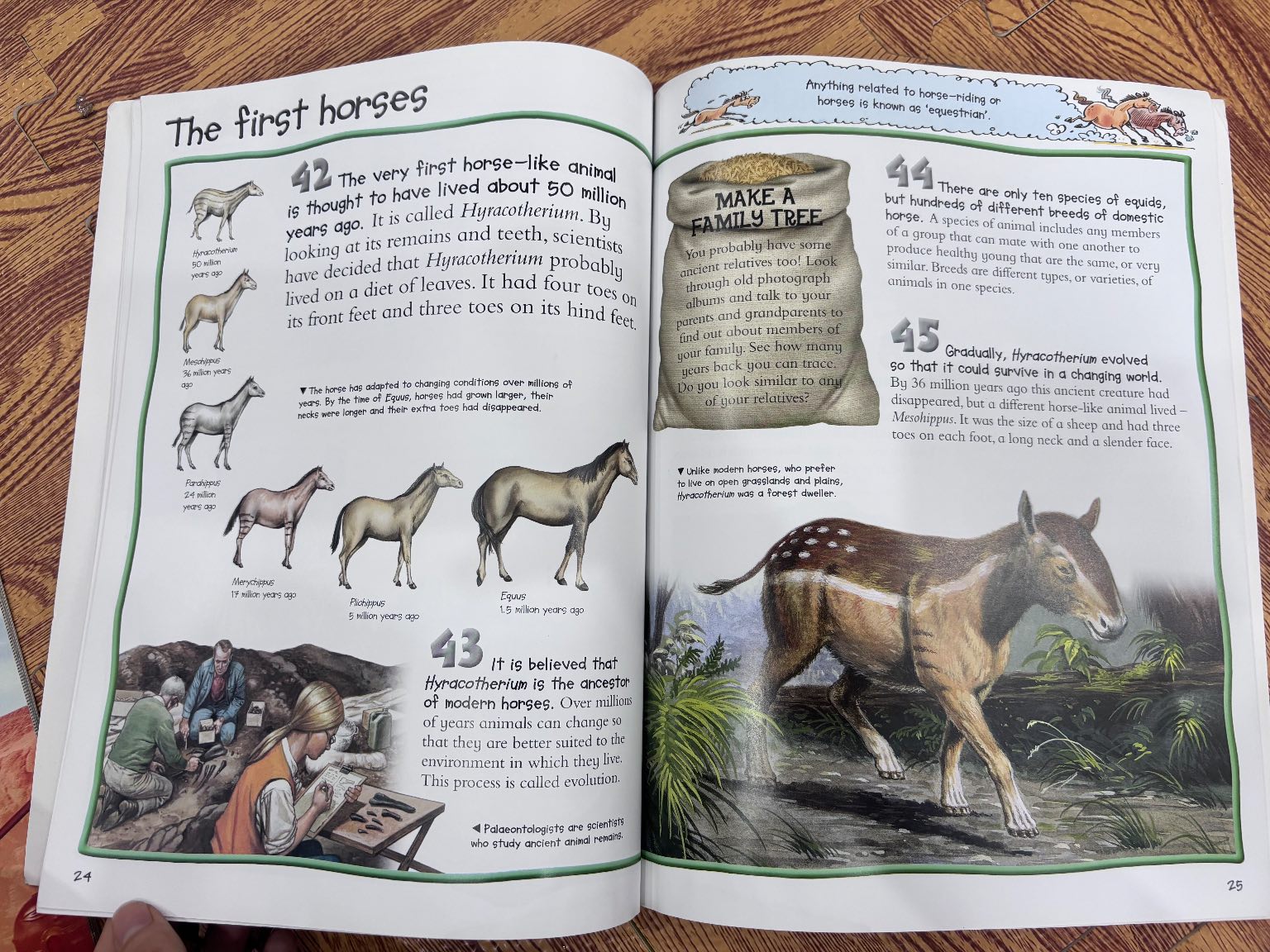100 facts Horses & Ponies — ảnh 3