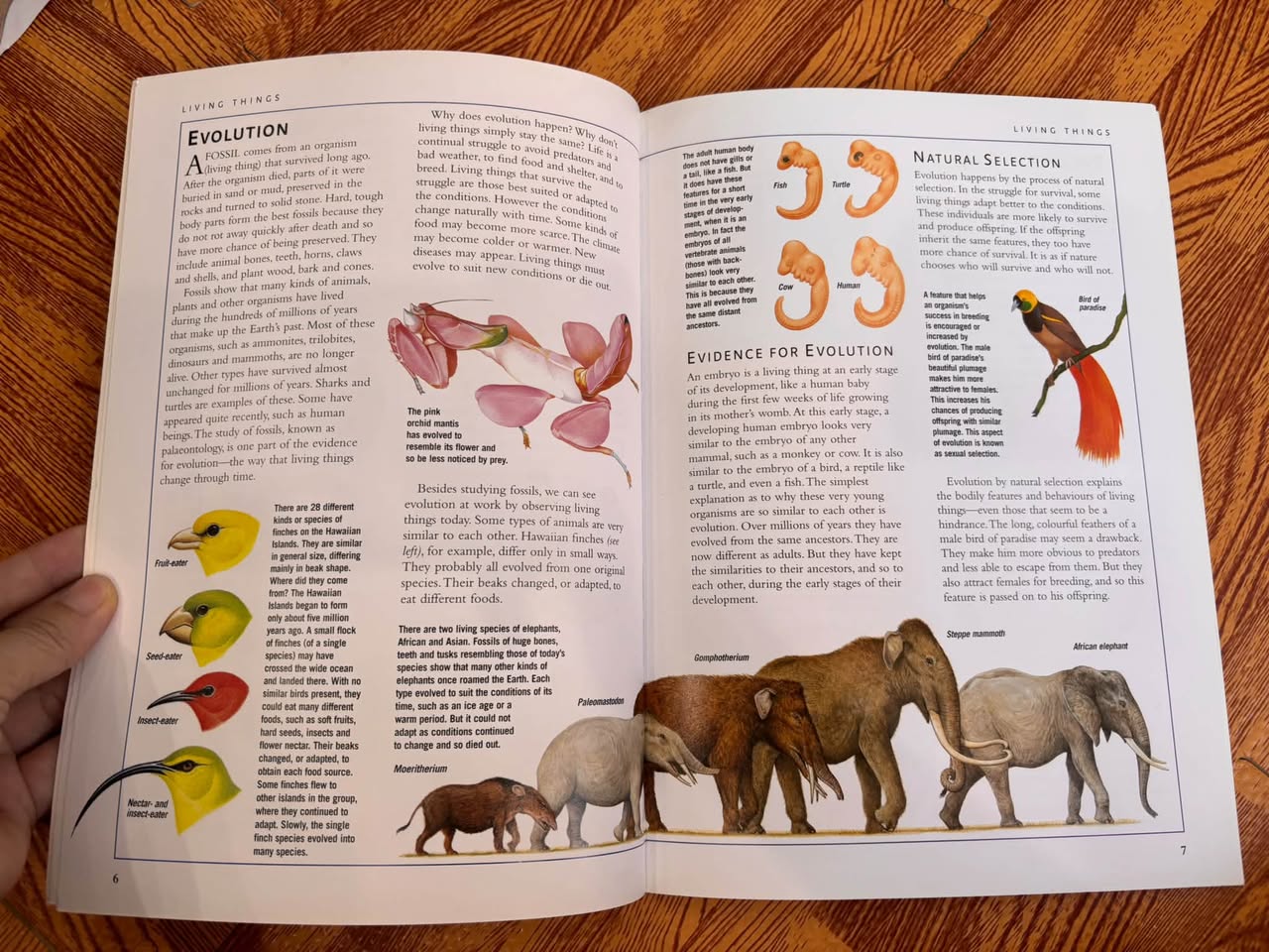 CHILDREN'S ILLUSTRATED ENCYCLOPEDIA: THE SCIENCE OF LIFE — ảnh 3