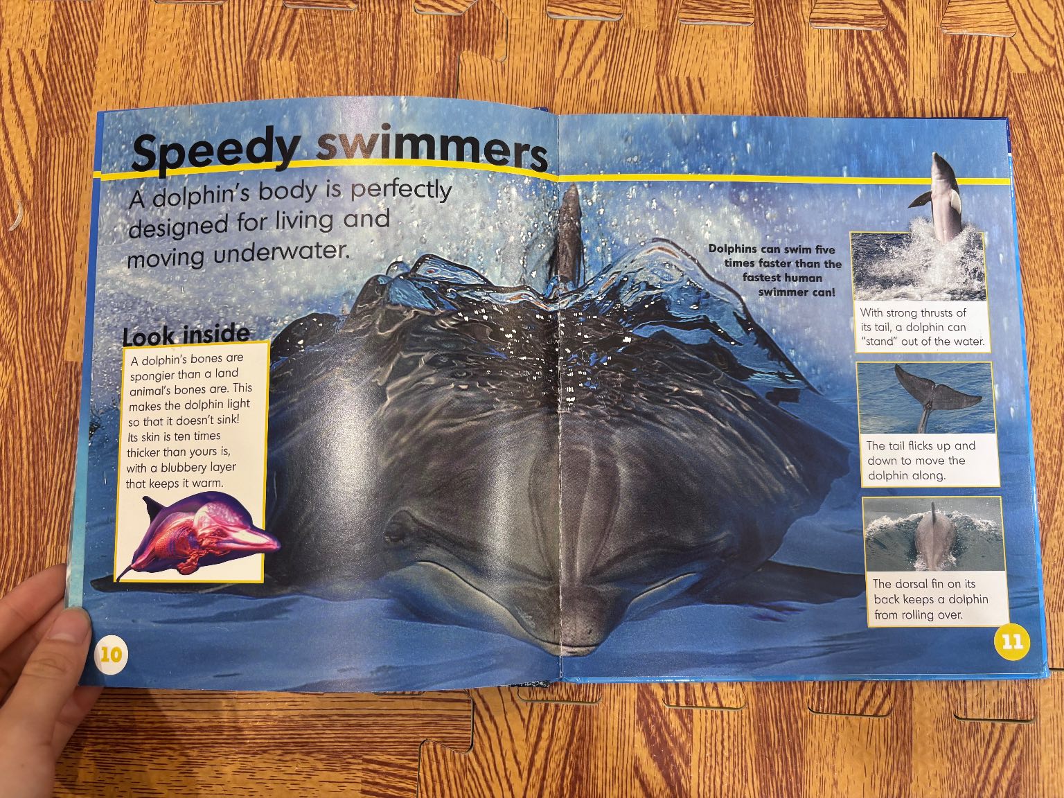 Dolphins — ảnh 4