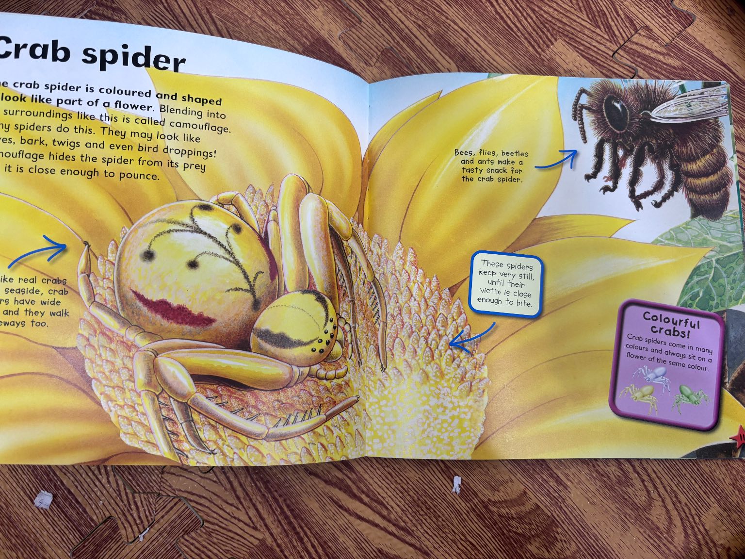 I Love Spiders — ảnh 4