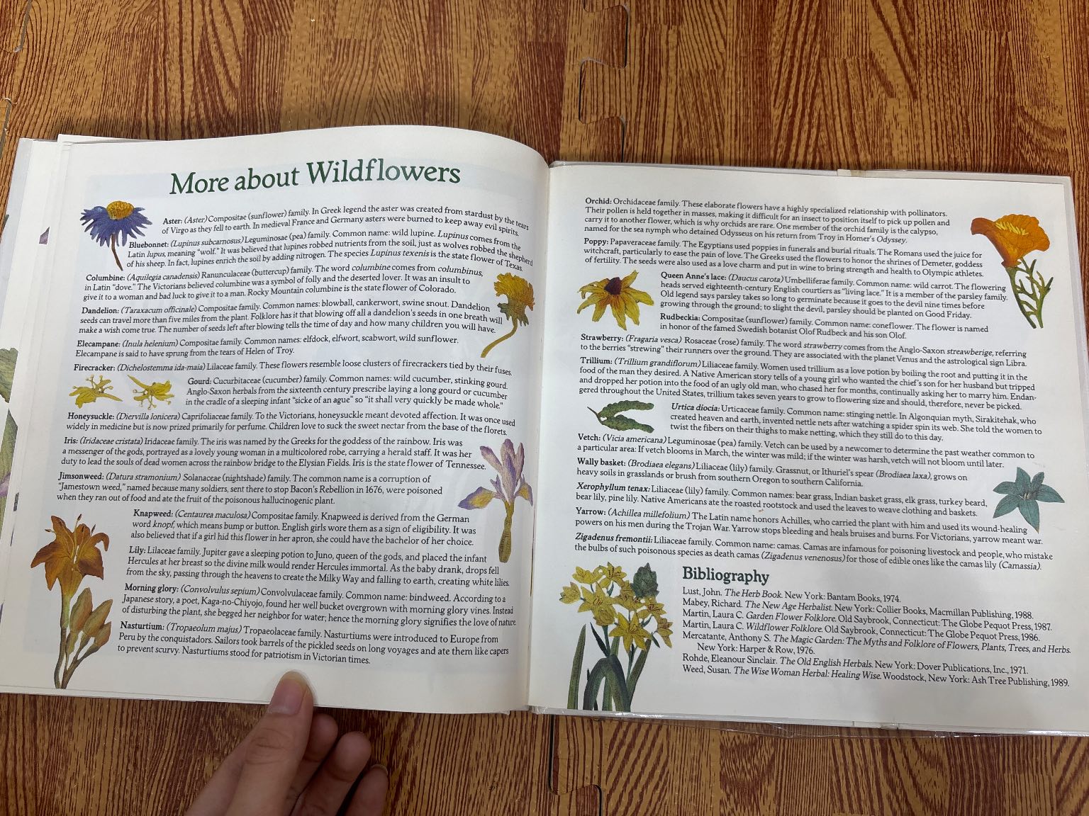 Wildflower ABC — ảnh 7