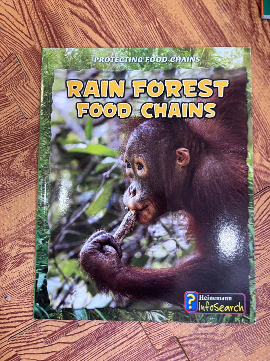 RAIN FOREST FOOD CHAINS — ảnh 1