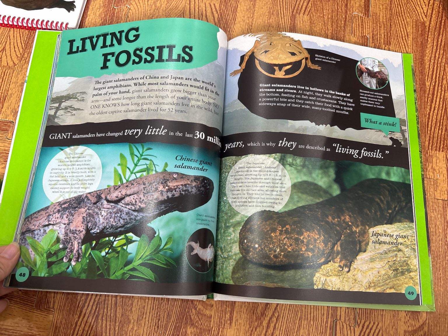 Everything you need to know about FROGS AND OTHER SLIPPERY CREATURES — ảnh 6