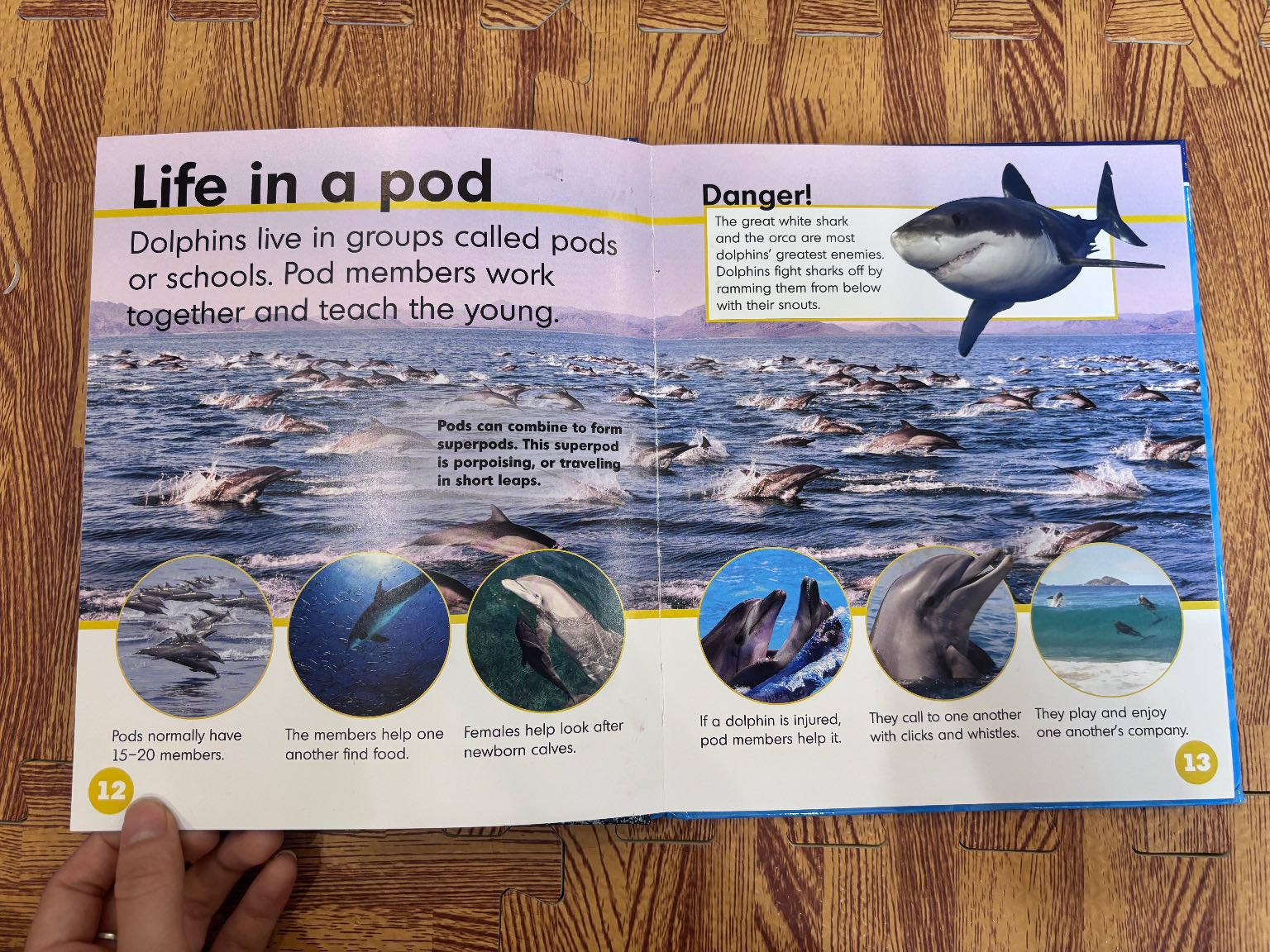 Dolphins — ảnh 5