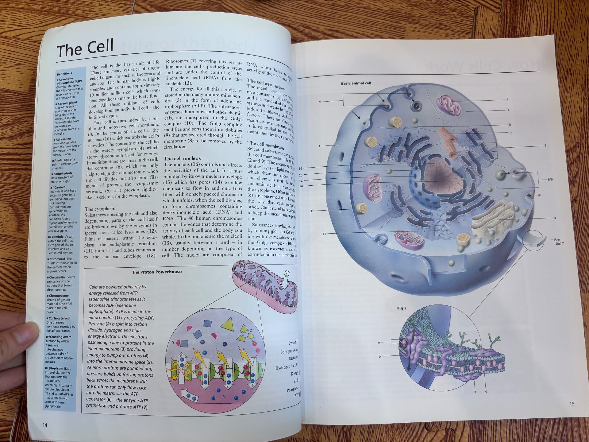 A Pictorial Handbook of Anatomy and Physiology — ảnh 3