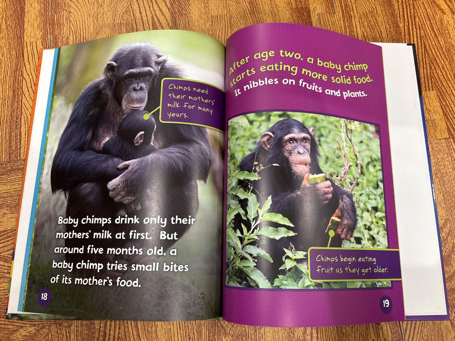 Meet a Baby Chimpanzee — ảnh 4