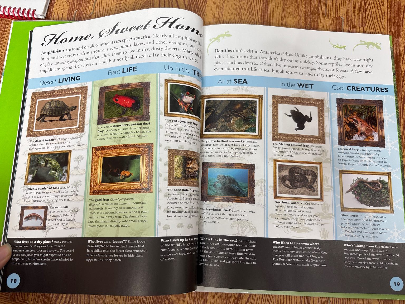 Everything you need to know about FROGS AND OTHER SLIPPERY CREATURES — ảnh 3
