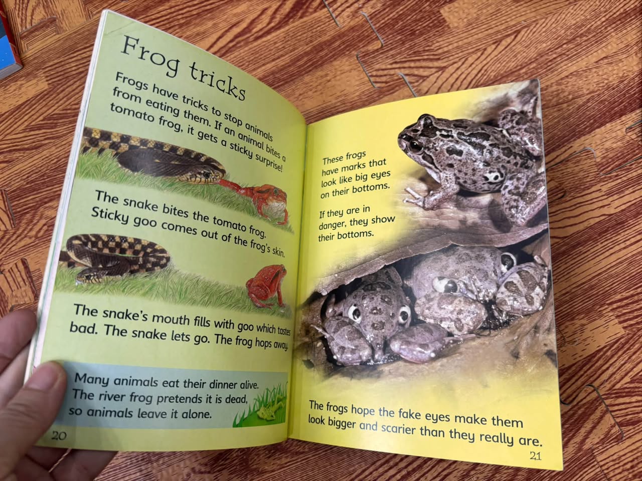 TADPOLES AND FROGS (USBORNE BEGINNERS) — ảnh 3
