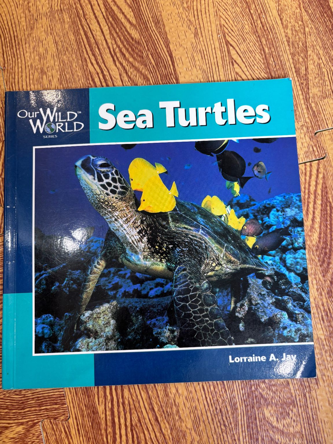 Sea Turtles — ảnh 1