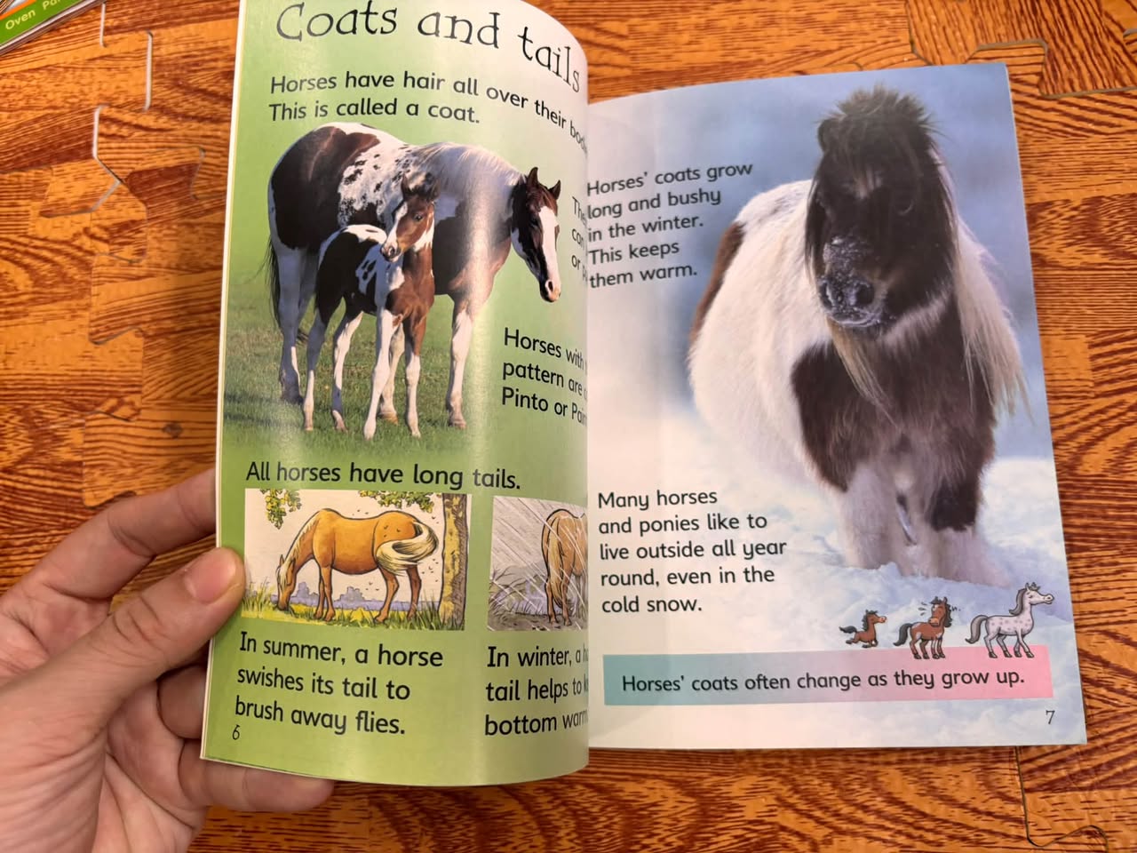 HORSES AND PONIES (USBORNE DISCOVERY / BEGINNERS) — ảnh 3