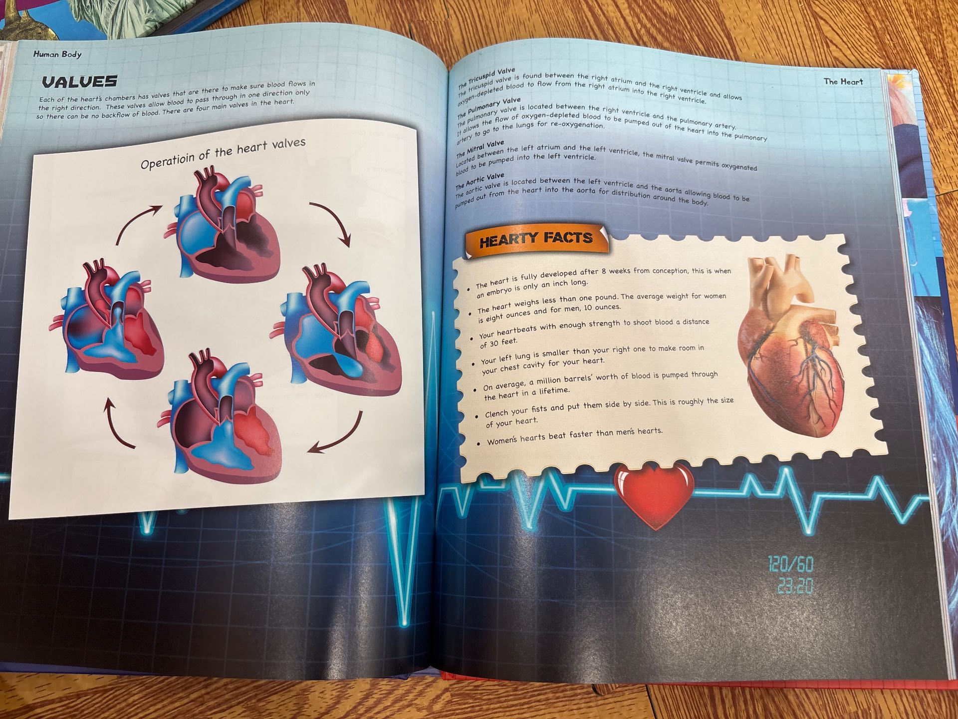 The Interactive Human Body — ảnh 6