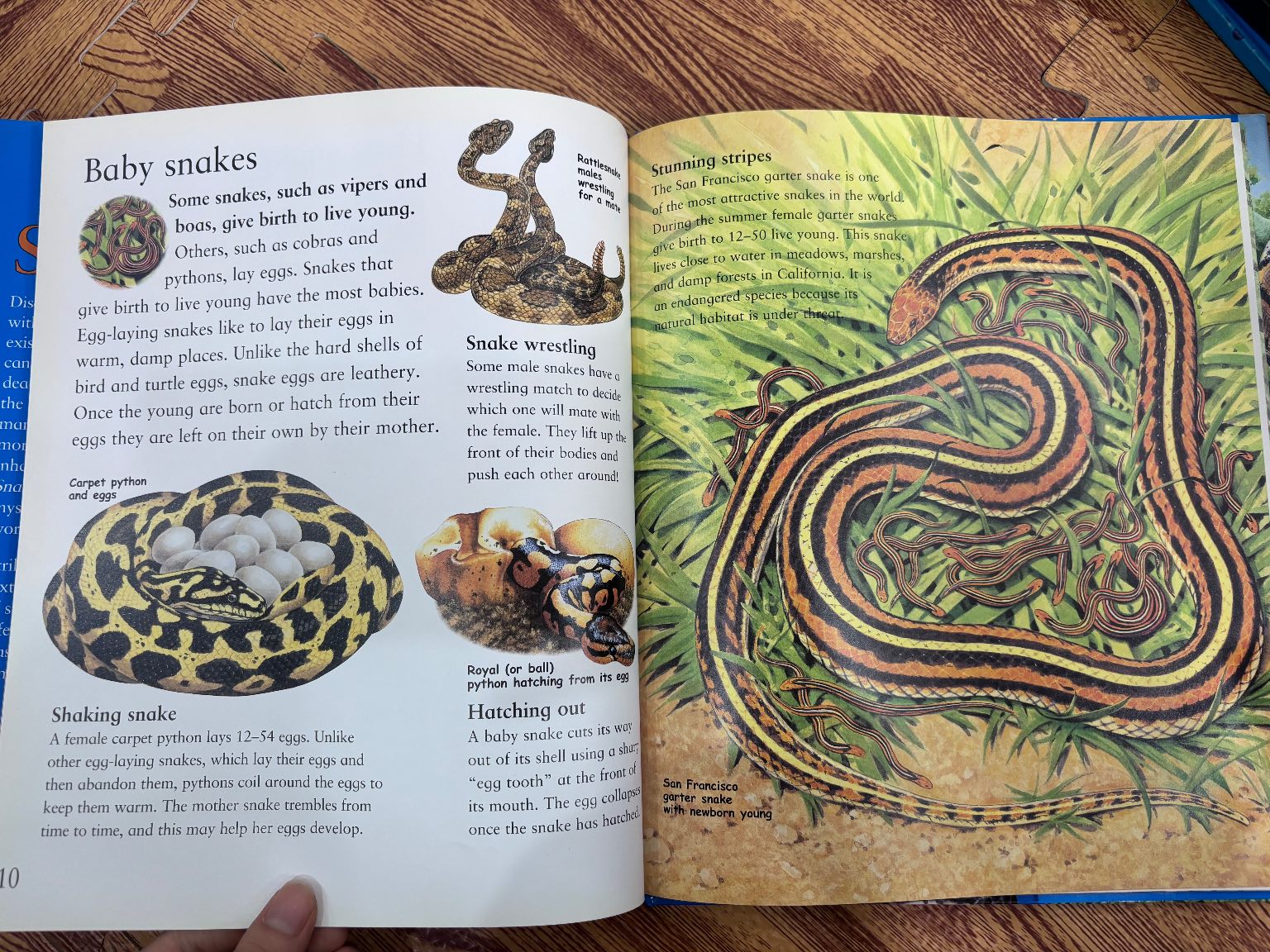 The Best Book of Snakes — ảnh 5
