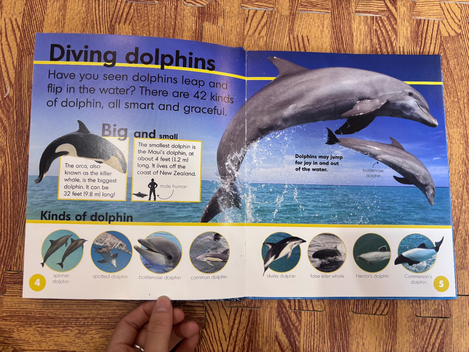 Dolphins — ảnh 3