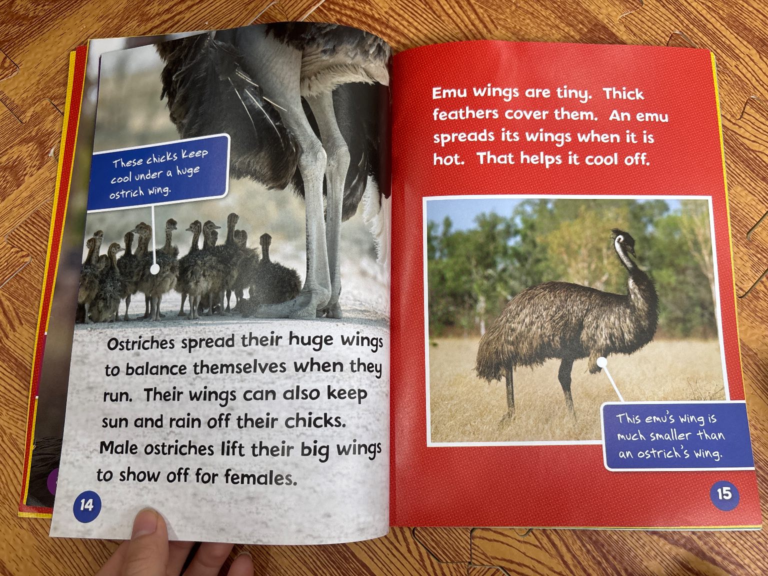 Can You Tell an Ostrich from an Emu? — ảnh 3