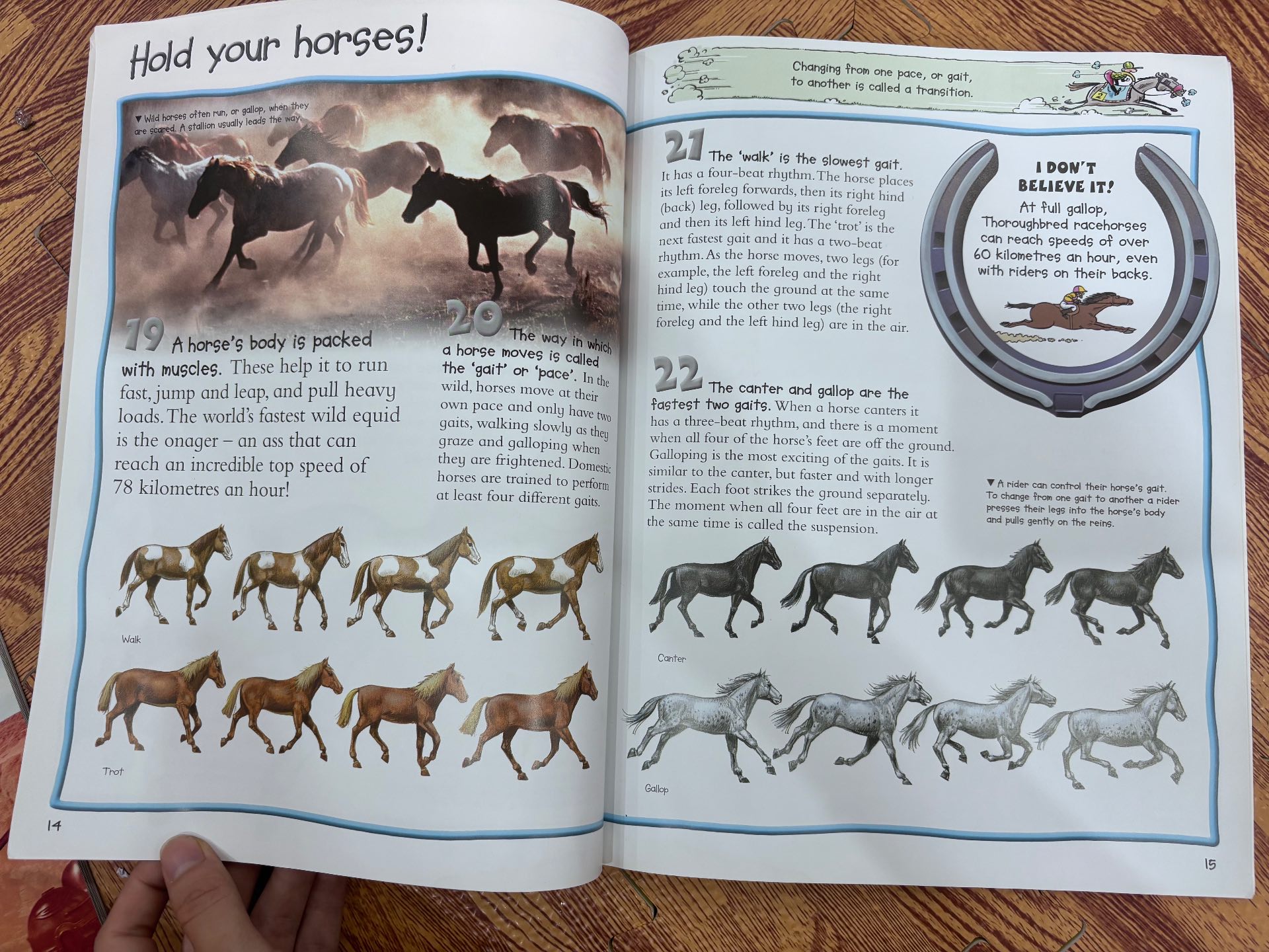 100 facts Horses & Ponies — ảnh 2