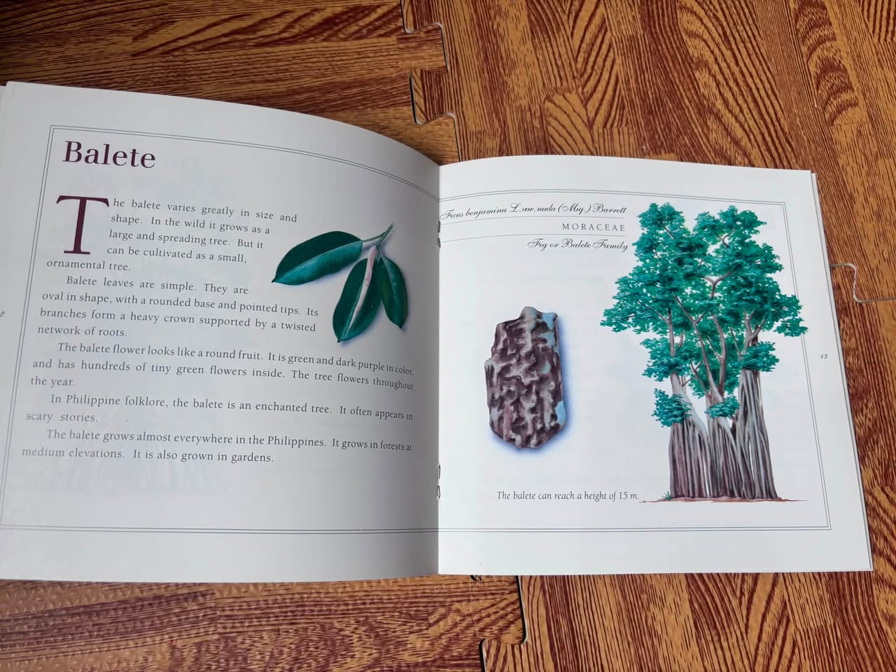 A First Look at Philippine Tree (khổ trung) — ảnh 4