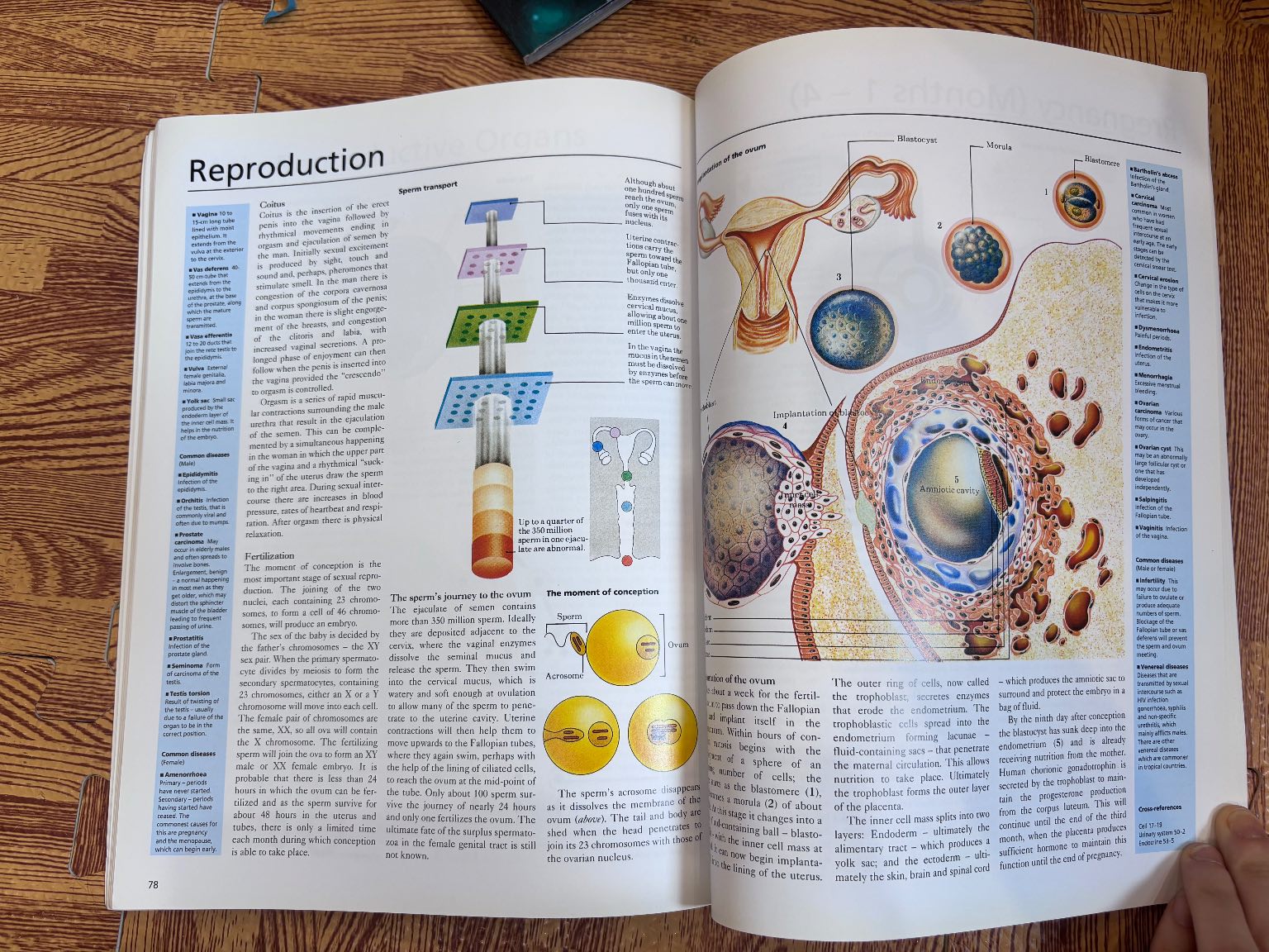 A Pictorial Handbook of Anatomy and Physiology — ảnh 5