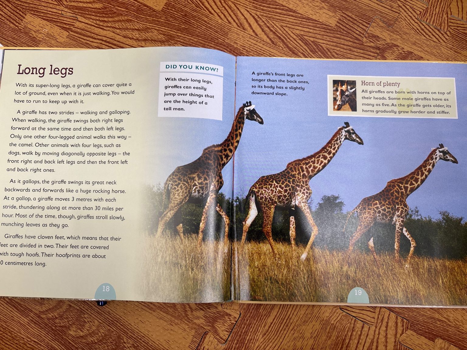 Giraffes — ảnh 4