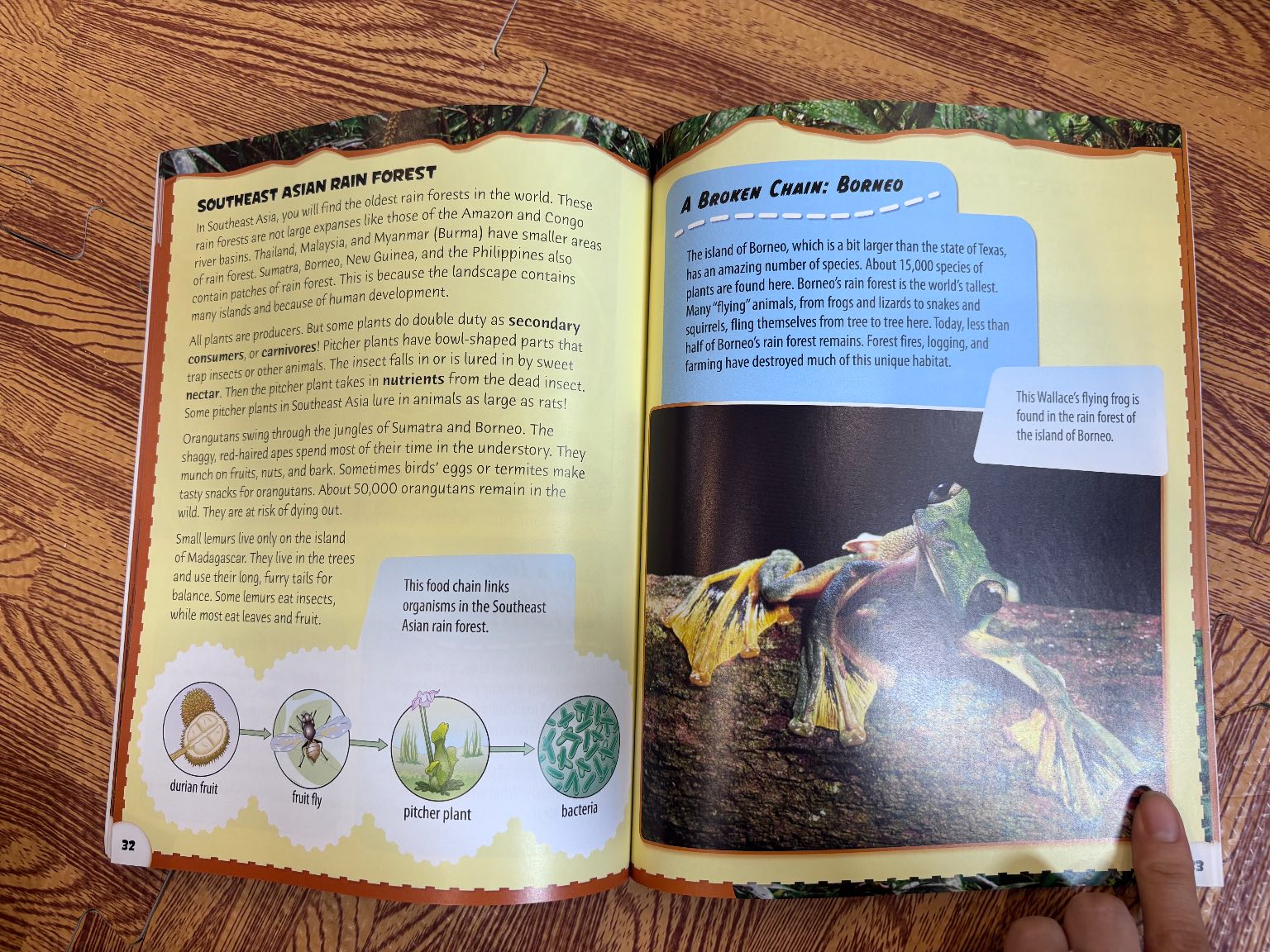 RAIN FOREST FOOD CHAINS — ảnh 5
