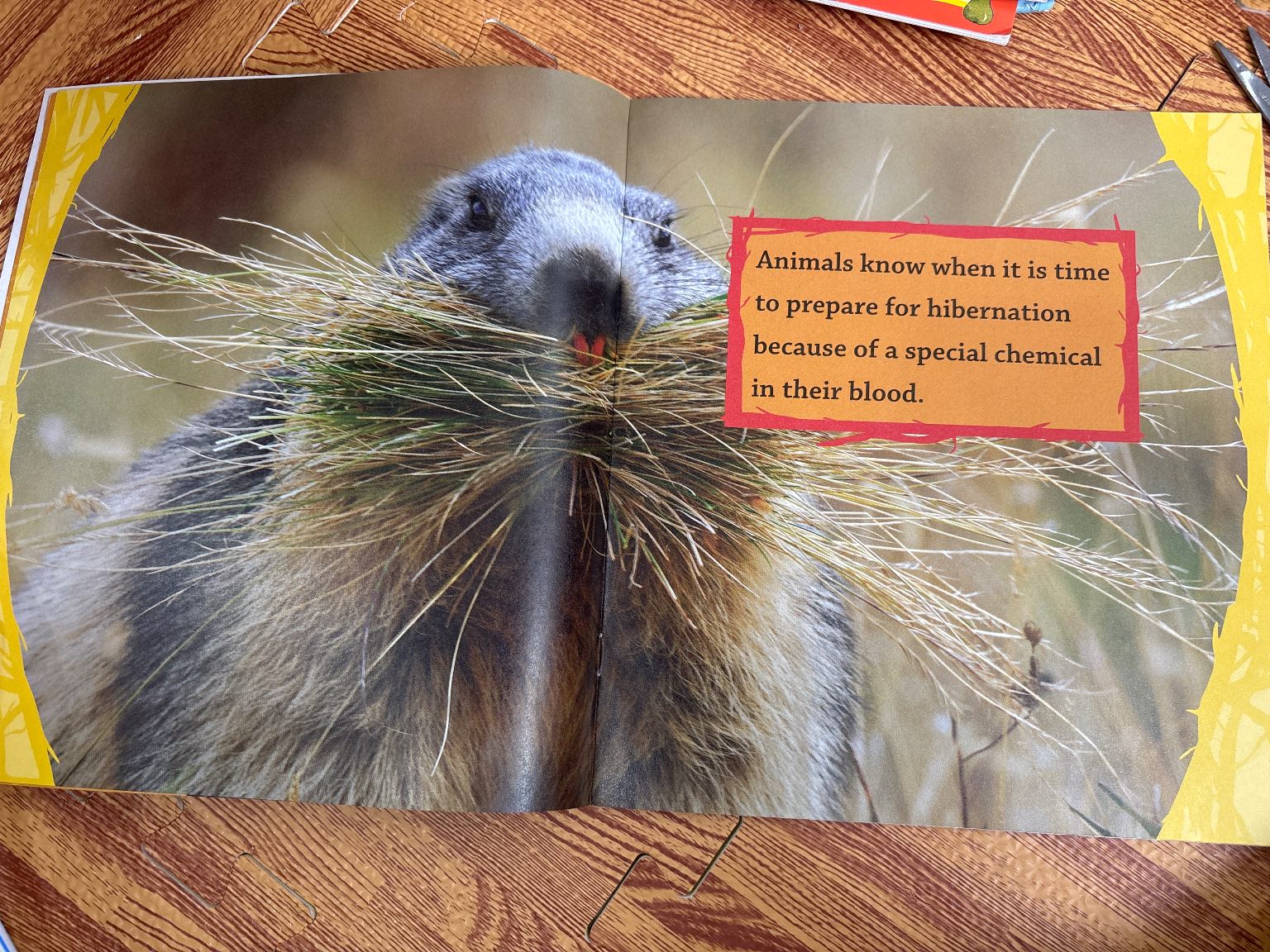 All About HIBERNATION — ảnh 2