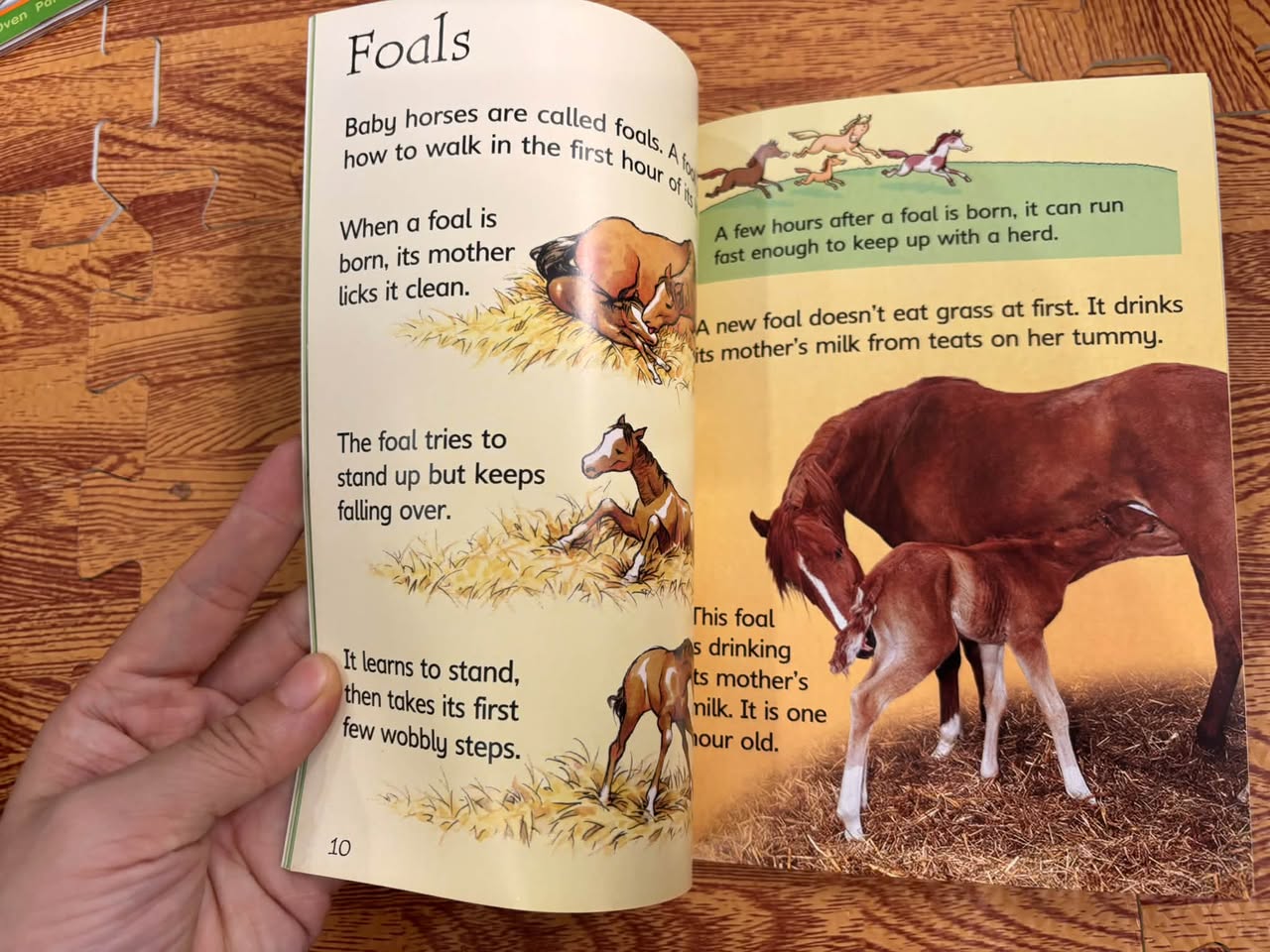 HORSES AND PONIES (USBORNE DISCOVERY / BEGINNERS) — ảnh 4