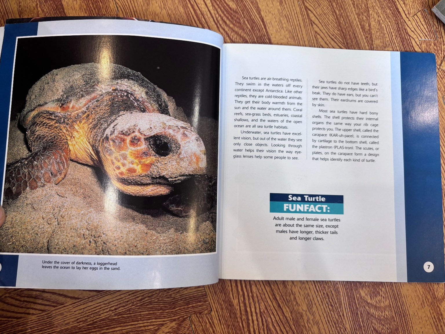 Sea Turtles — ảnh 3