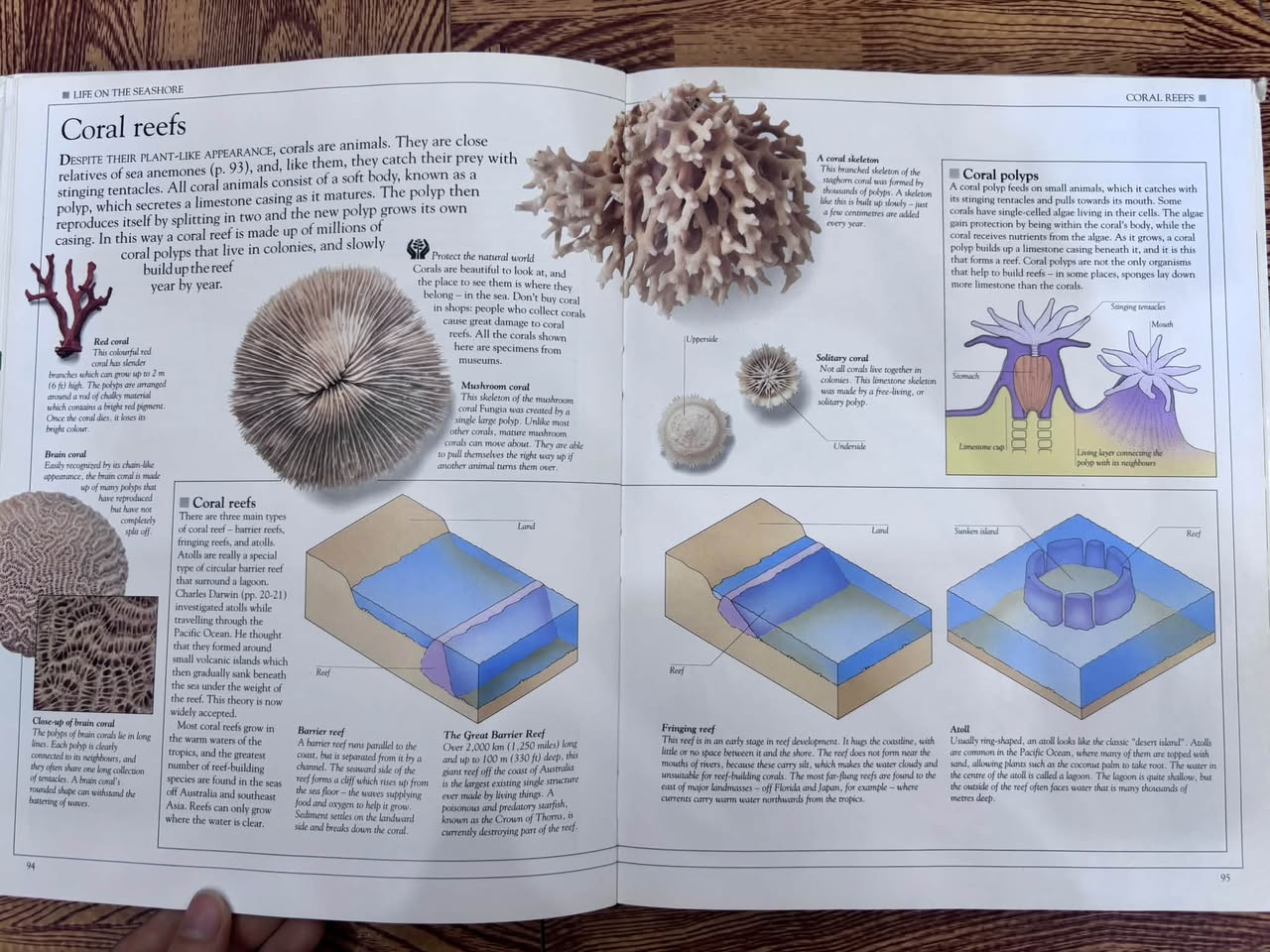 EYEWITNESS SCIENCE GUIDES: HOW NATURE WỬOKS — ảnh 5