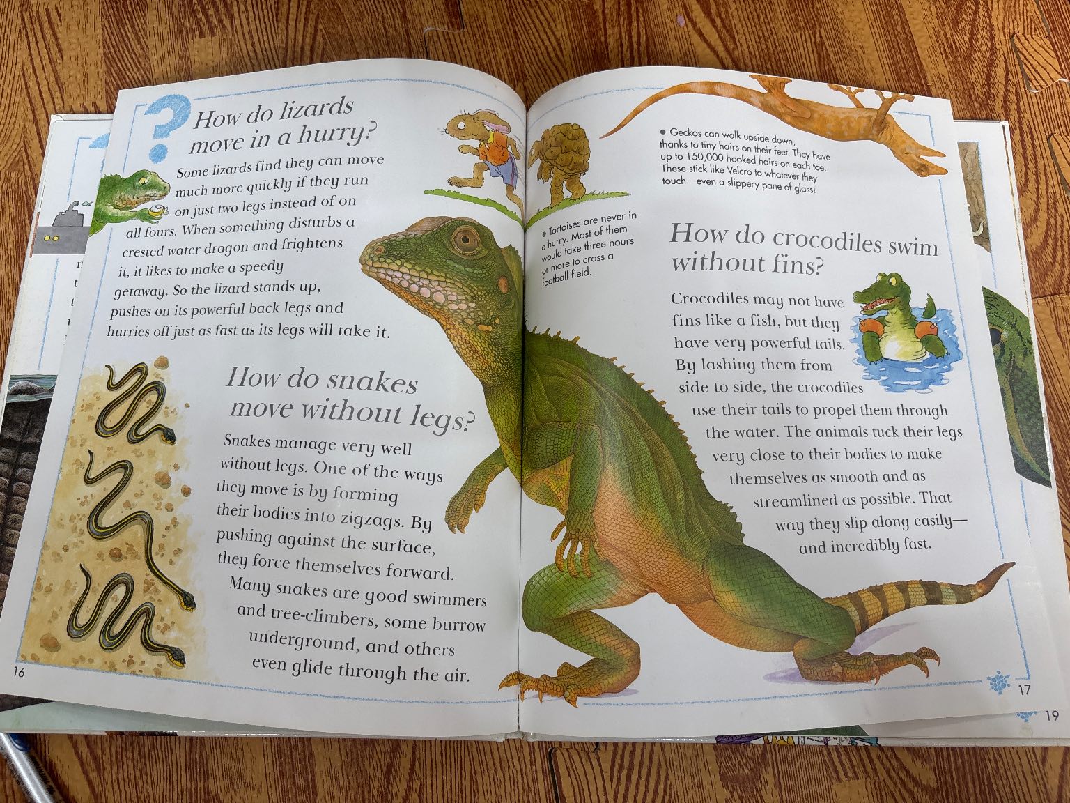 I Wonder Why Snakes Shed Their Skins and Other Questions About Reptiles — ảnh 5