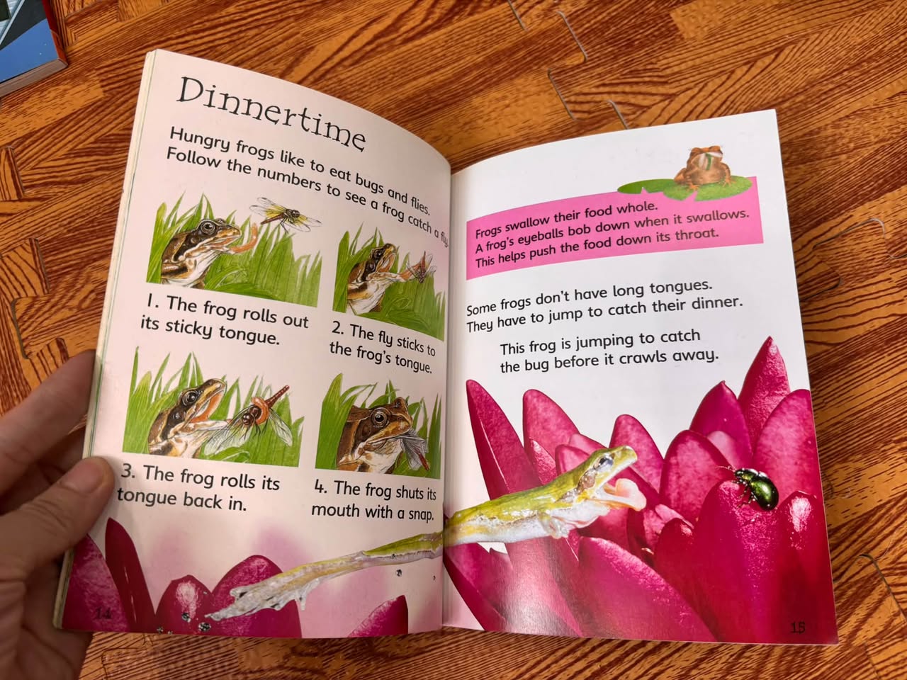 TADPOLES AND FROGS (USBORNE BEGINNERS) — ảnh 2
