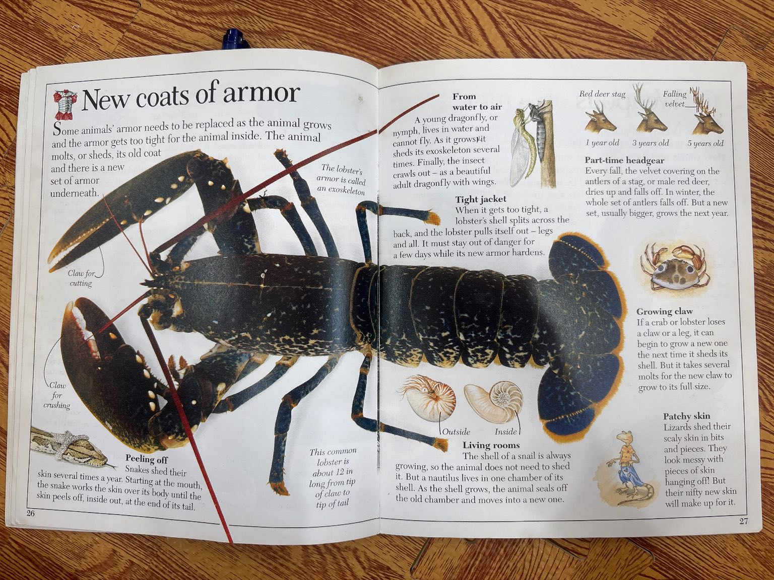 Amazing Armored Animals — ảnh 5