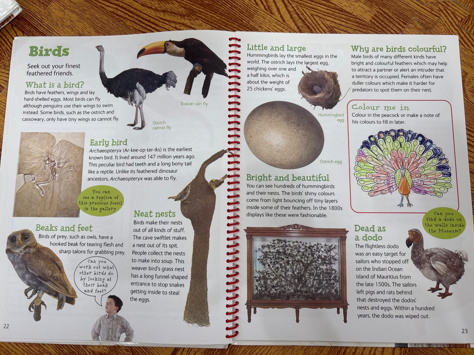 Kids Only - Natural History Museum — ảnh 4