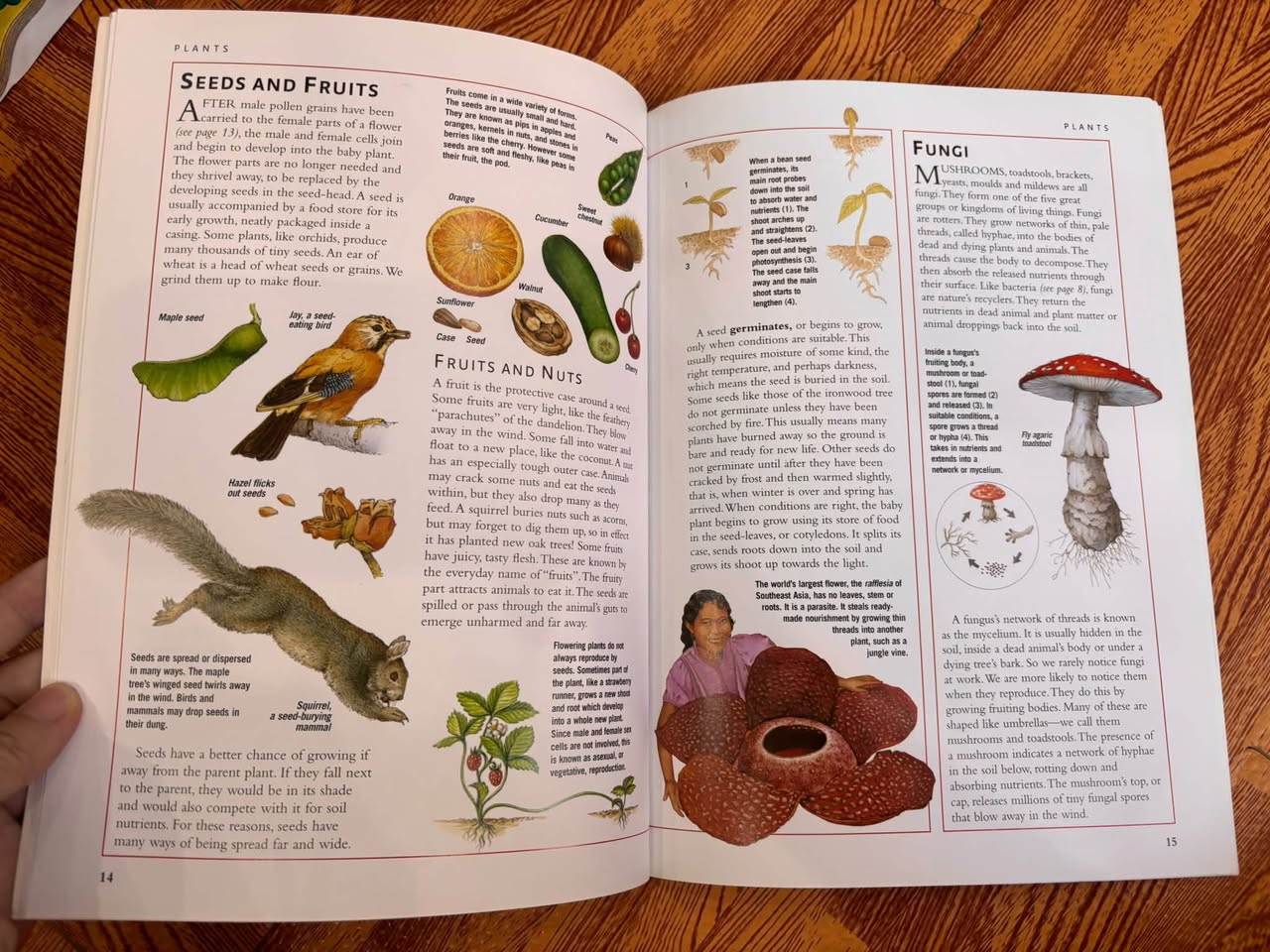 CHILDREN'S ILLUSTRATED ENCYCLOPEDIA: THE SCIENCE OF LIFE — ảnh 5