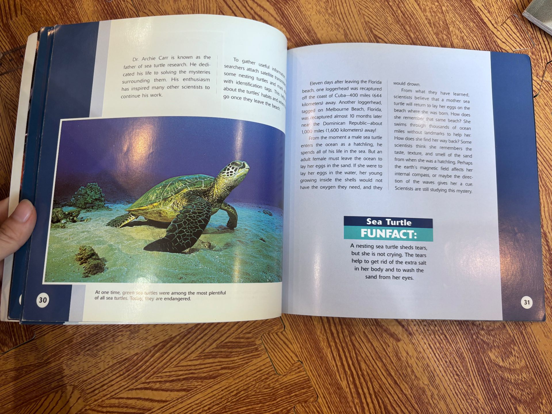 Sea Turtles — ảnh 2