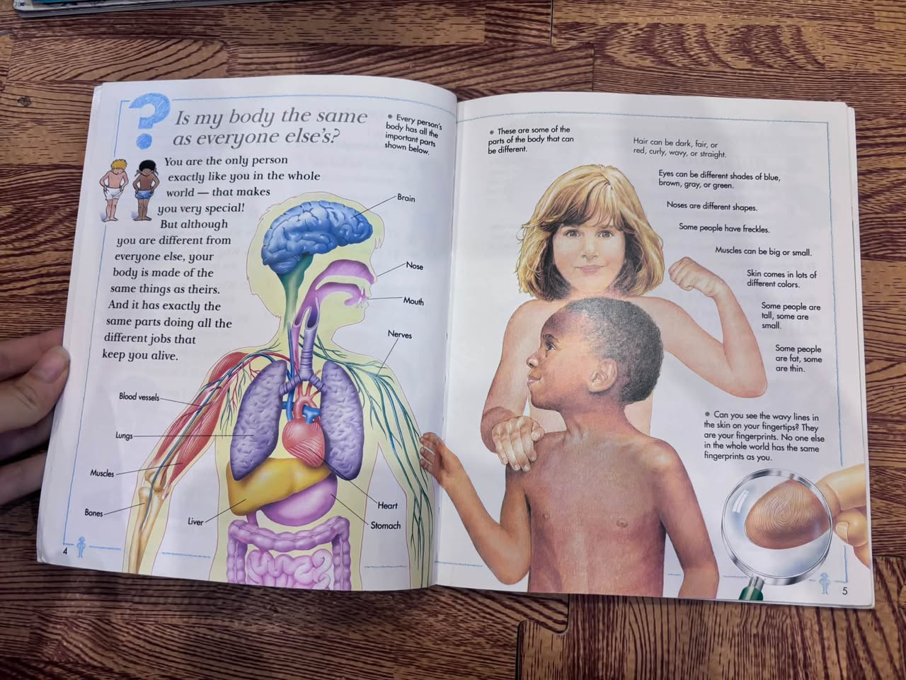I Wonder Why I Blink and Other Questions About My Body – Kingfisher — ảnh 3