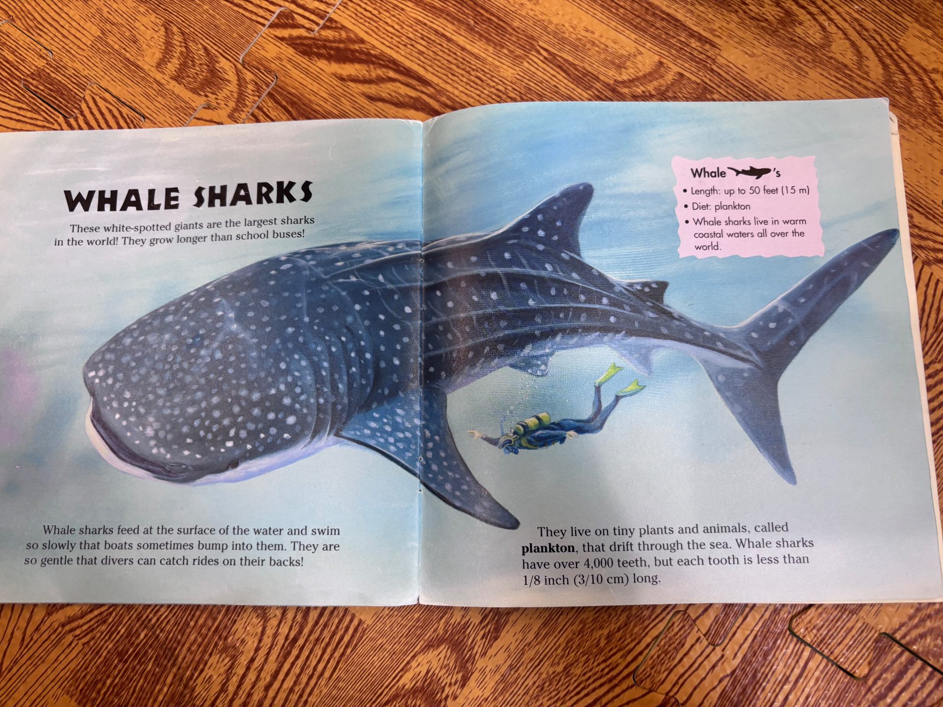 Sharks! — ảnh 2