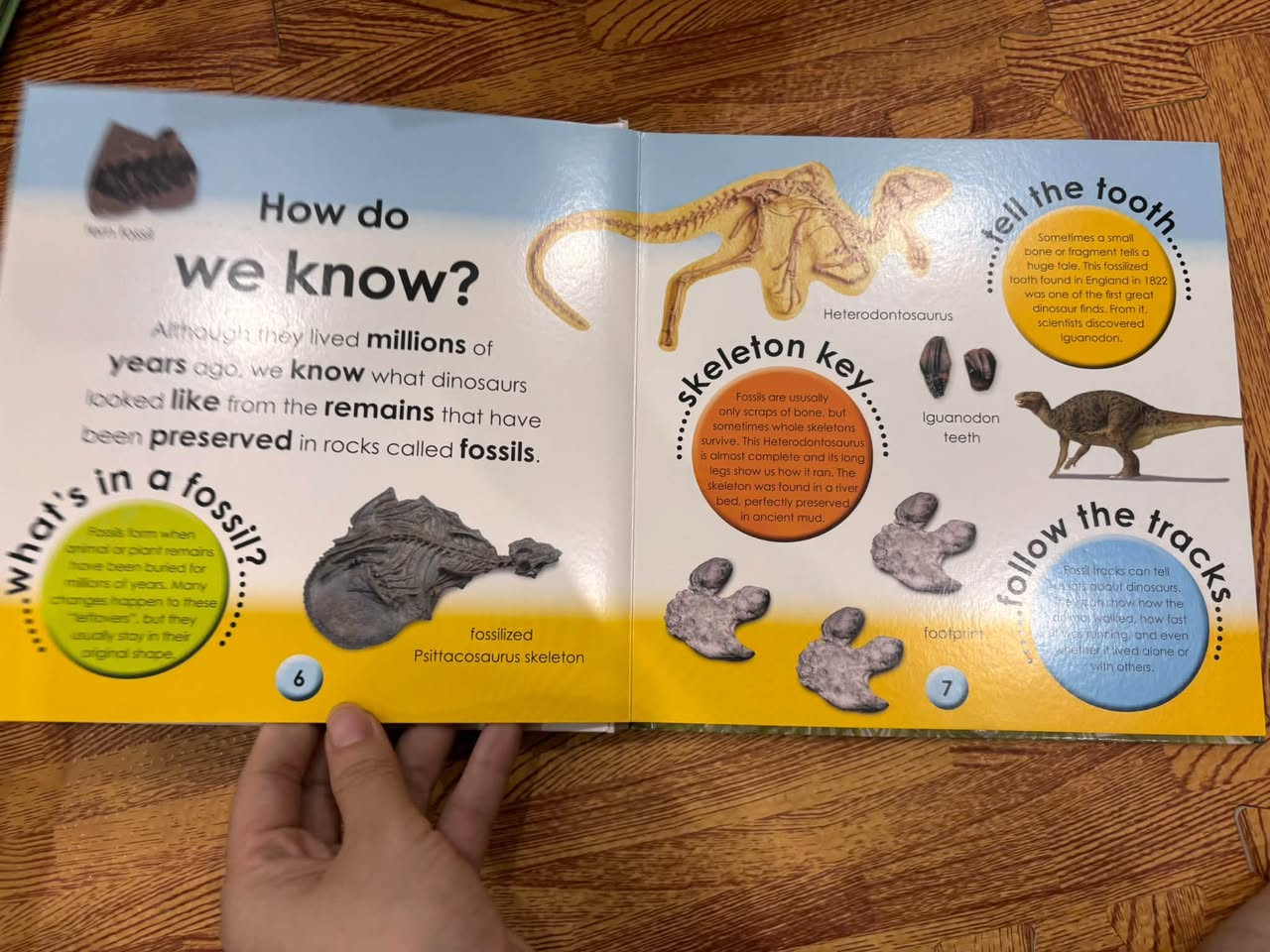 DK FIRST FACTS: DINOSAURS — START A LIFETIME OF LEARNING — ảnh 4