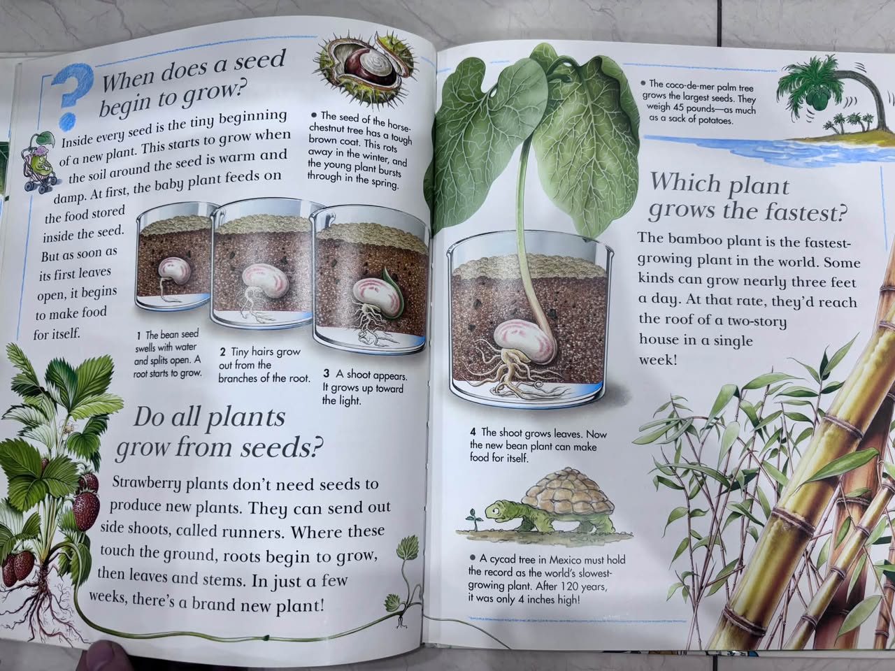 I WONDER WHY TREES HAVE LEAVES AND OTHER QUESTIONS ABOUT PLANTS — ảnh 4