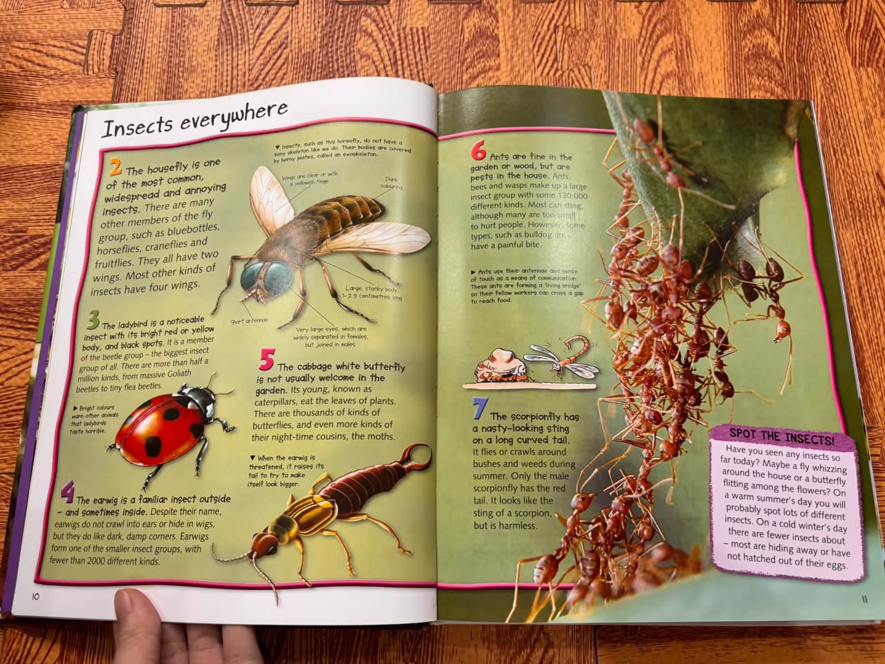 CHILDREN'S ENCYCLOPEDIA ANIMALS: 500 ILLUSTRATED FACTS (MILES KELLY) — ảnh 3